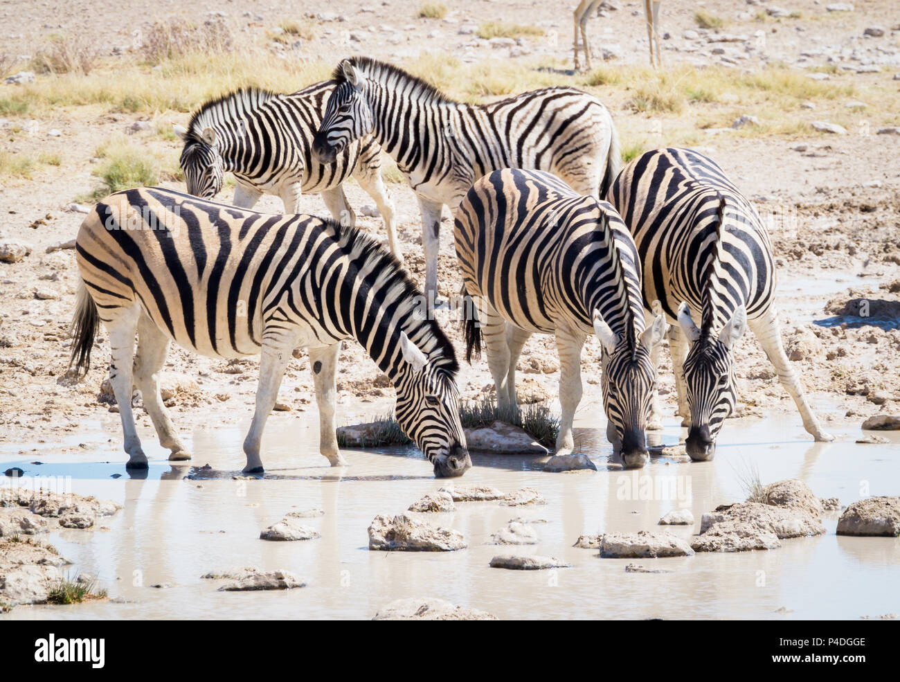 Zebra par un trou d'eau du Parc National d'Etosha en Namibie Banque D'Images