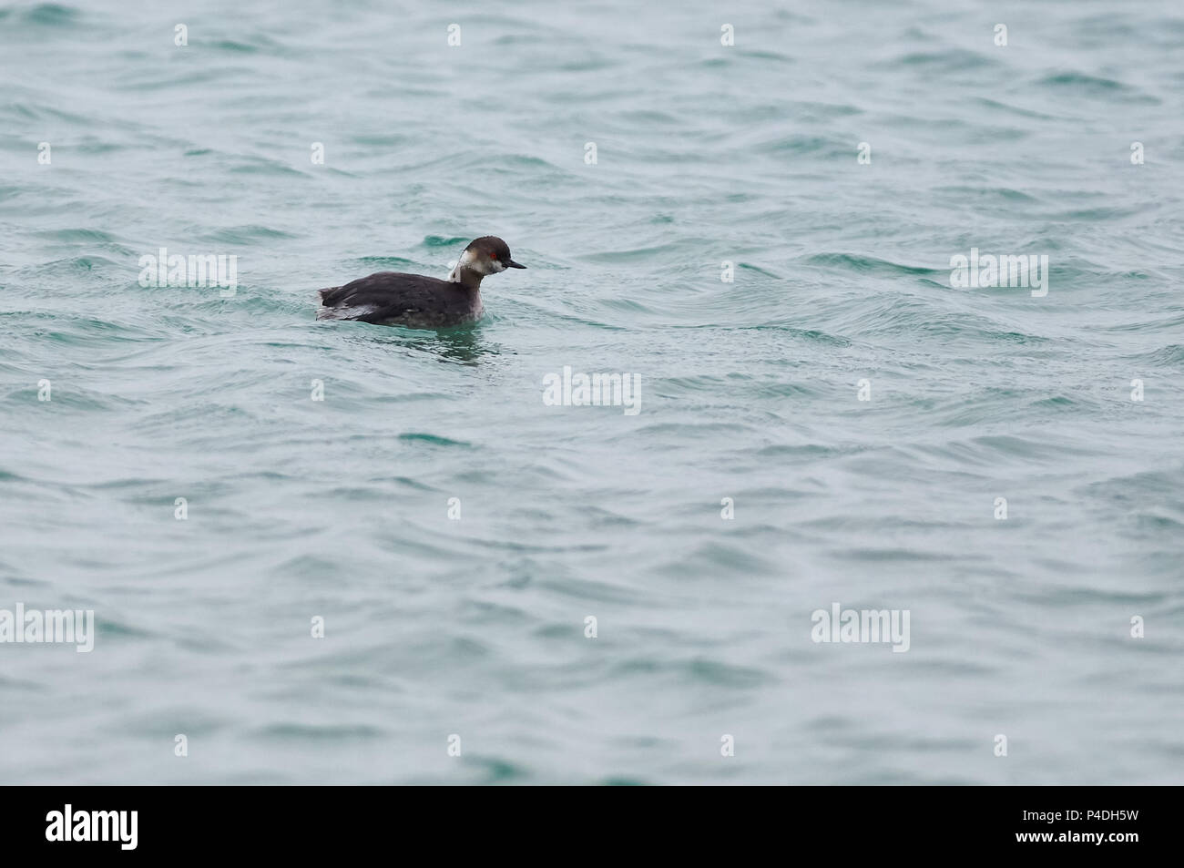 Grebe à col noir (Podiceps nigricollis) dans un plumage non reproductif à Estany des Peix dans le Parc naturel de ses Salines (Formentera, Iles Baléares, Espagne) Banque D'Images