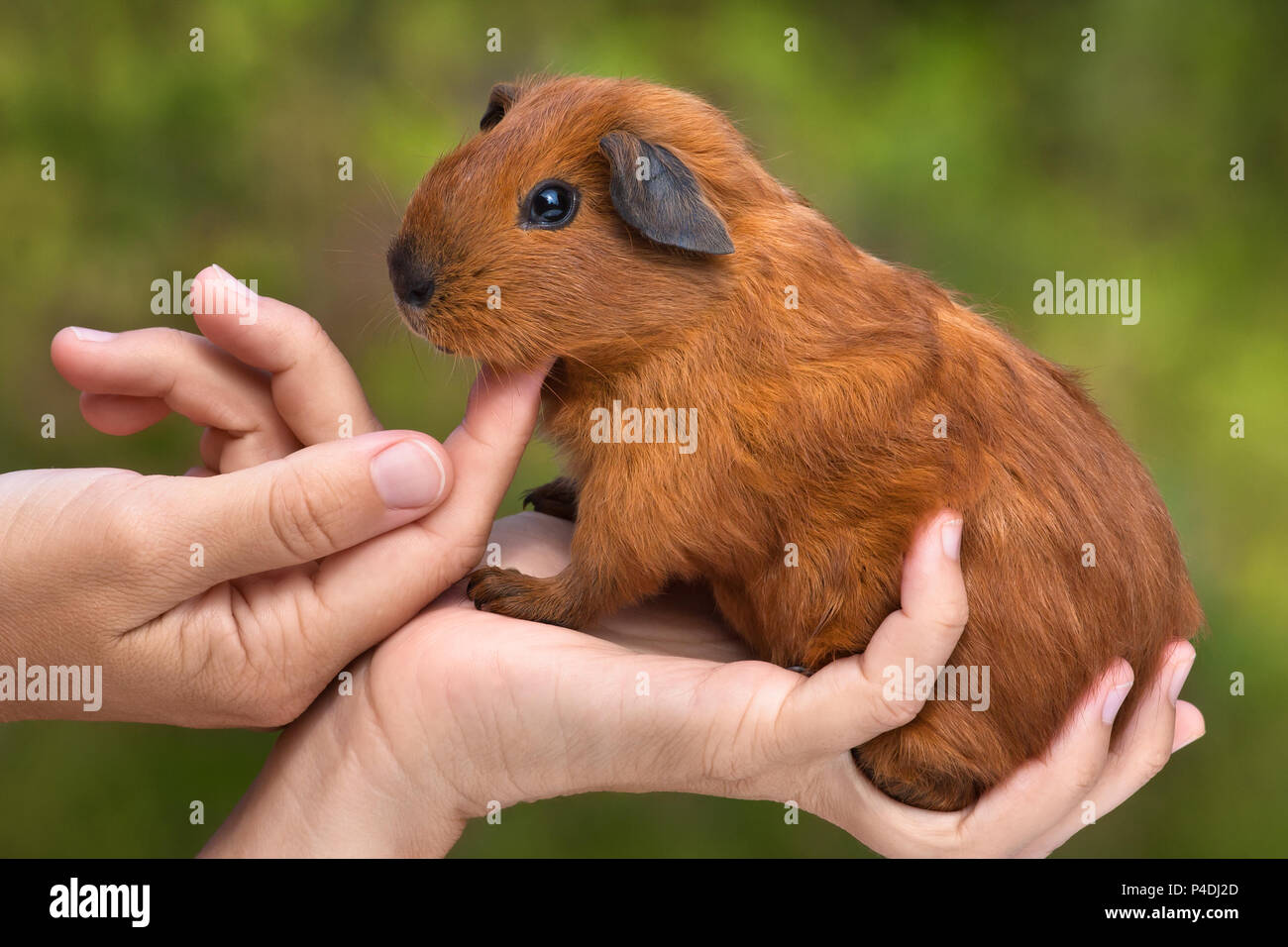 Mains de femme caressant jeune cochon vert sur fond flou Banque D'Images