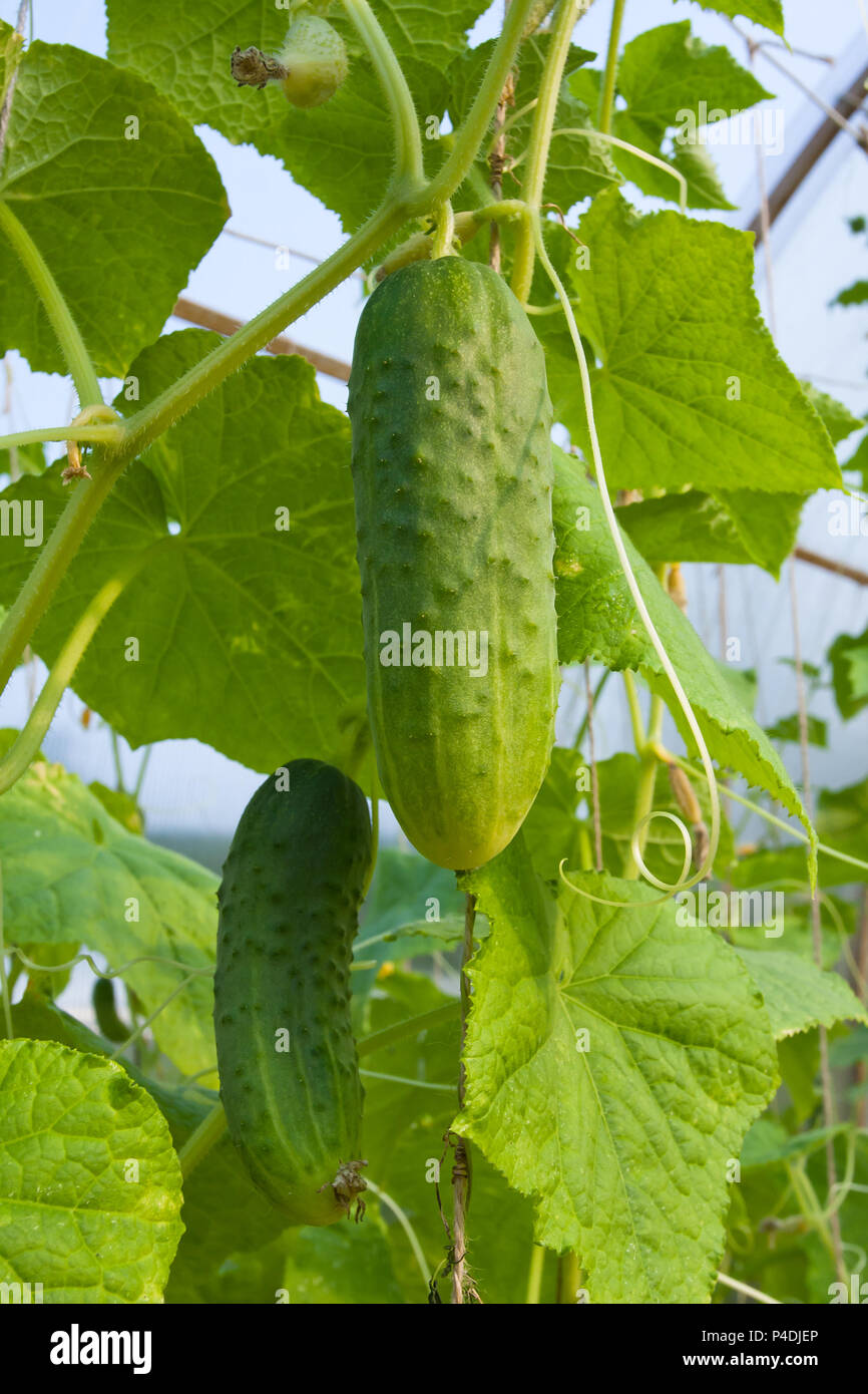 De plus en plus les concombres dans le potager, gros plan Banque D'Images