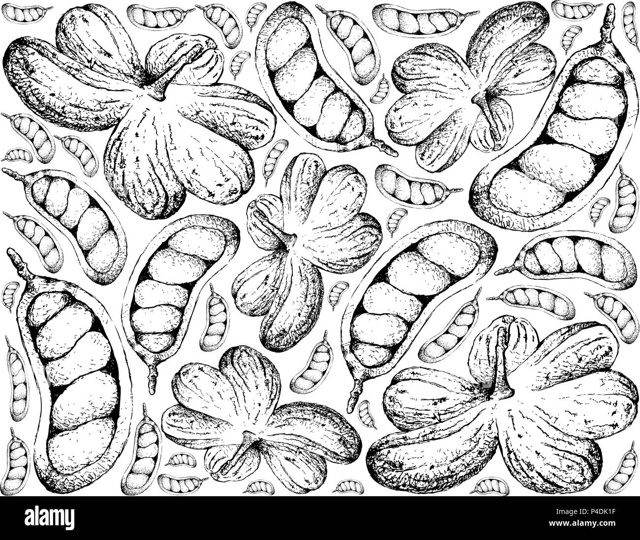 Fruits tropicaux, Illustration Wallpaper de croquis à main Fruits Millenii Cola pendaison le bouquet d'arbre isolé sur fond blanc. Illustration de Vecteur