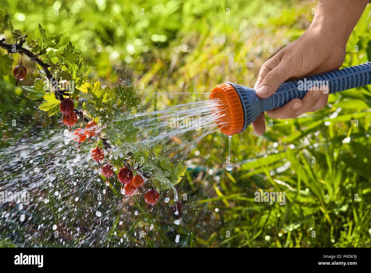 Hand watering gooseberry bush dans le jardin Banque D'Images