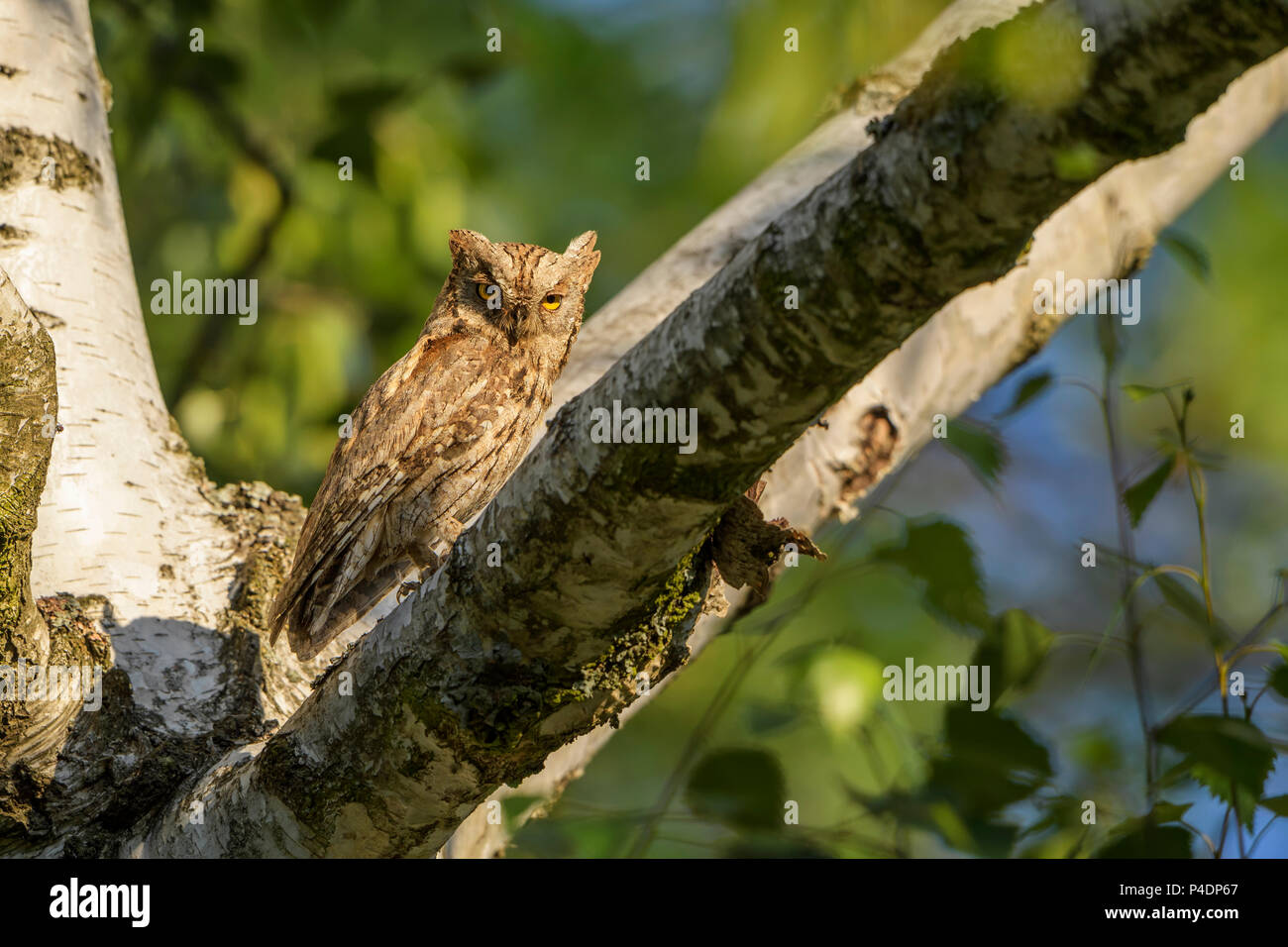 L'Otus scops Scops Owl -, belle petite chouette d'Europe de l'Est, les forêts et les terres boisées Montagnes Rodope, la Bulgarie. Banque D'Images