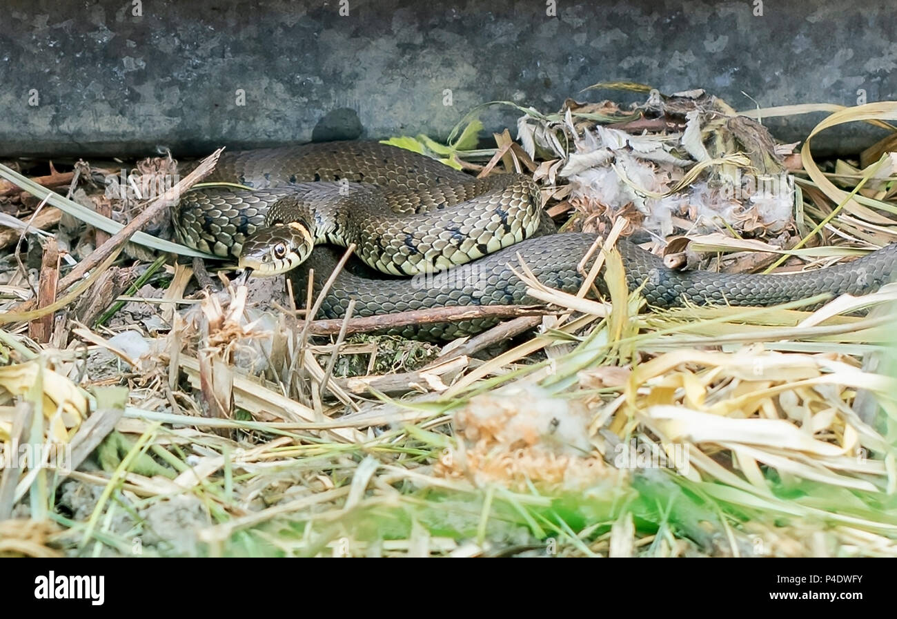 Un serpent d'herbe sauvage par des roseaux dans les marais Banque D'Images