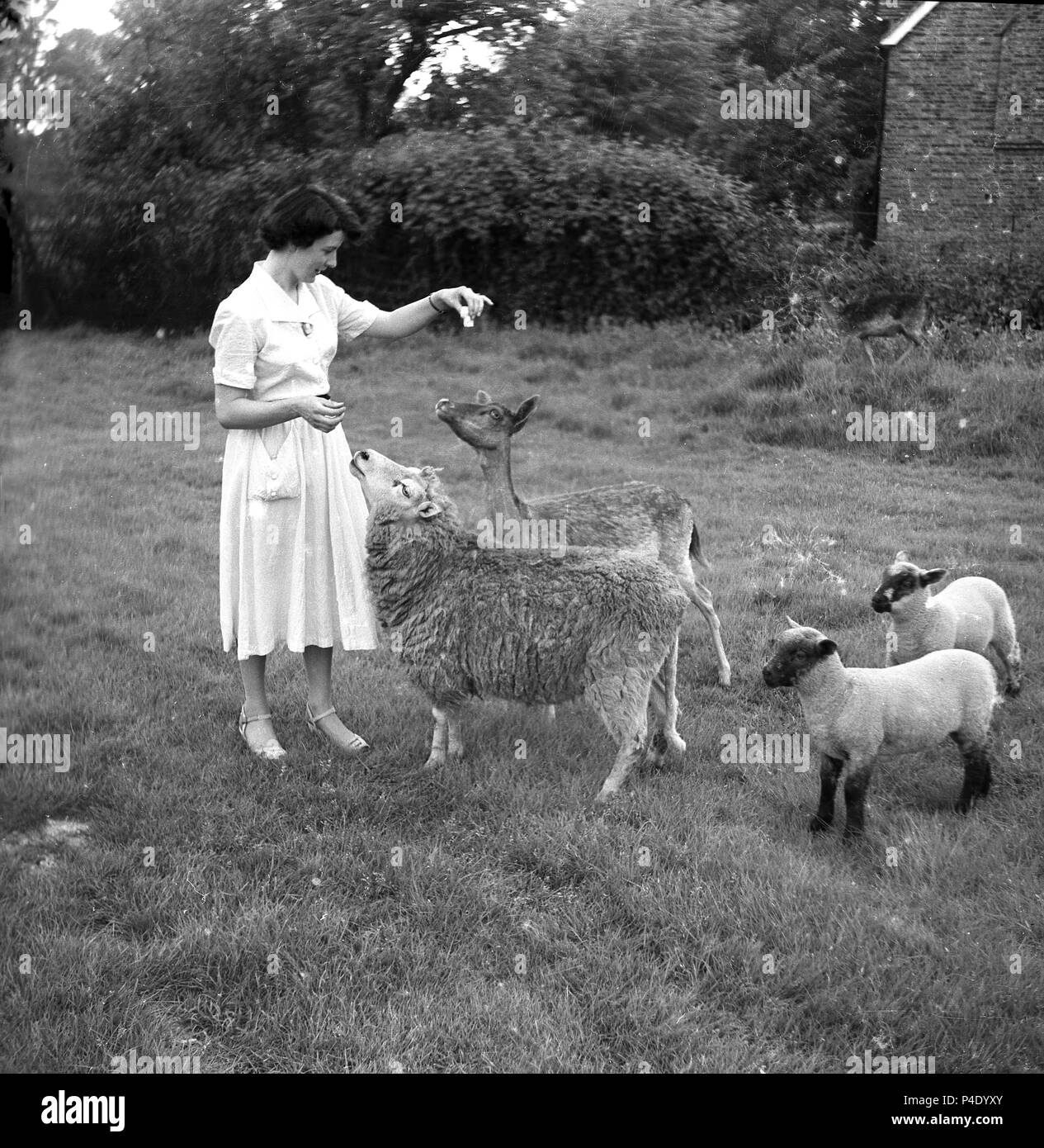 Années 1950, historiques, une dame à l'extérieur dans un champ l'alimentation - Morceaux de sucre ? - Un chevreuil et un mouton, avec ses deux lampes peu présents, England, UK. Banque D'Images