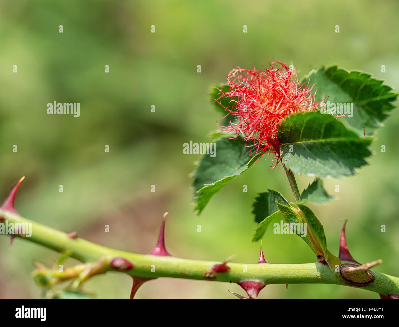 Bedeguar galle, causées par les rose moussue gall wasp. Diplolepis rosae. Banque D'Images