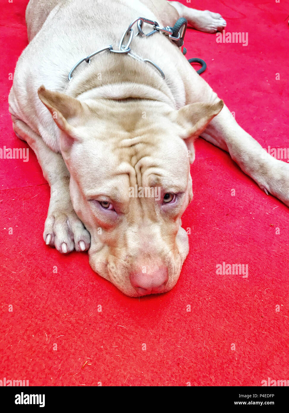 Close-up de la face et les pattes de brown Pit Bull dormir sur sol rouge dans ce portrait photo. Banque D'Images