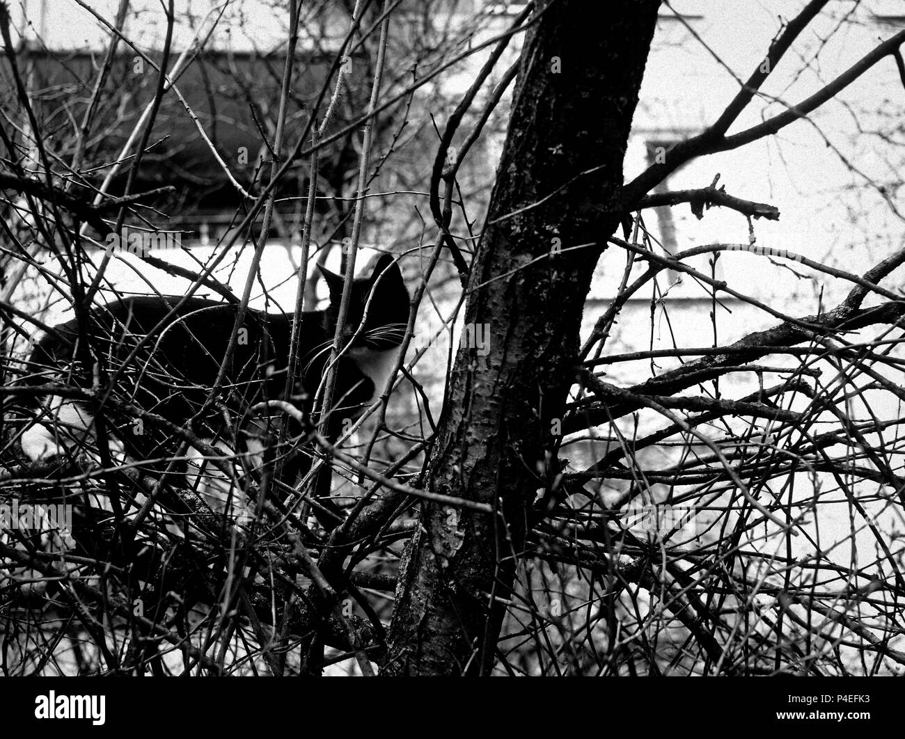 Chat sur un arbre au printemps, Moscou Banque D'Images