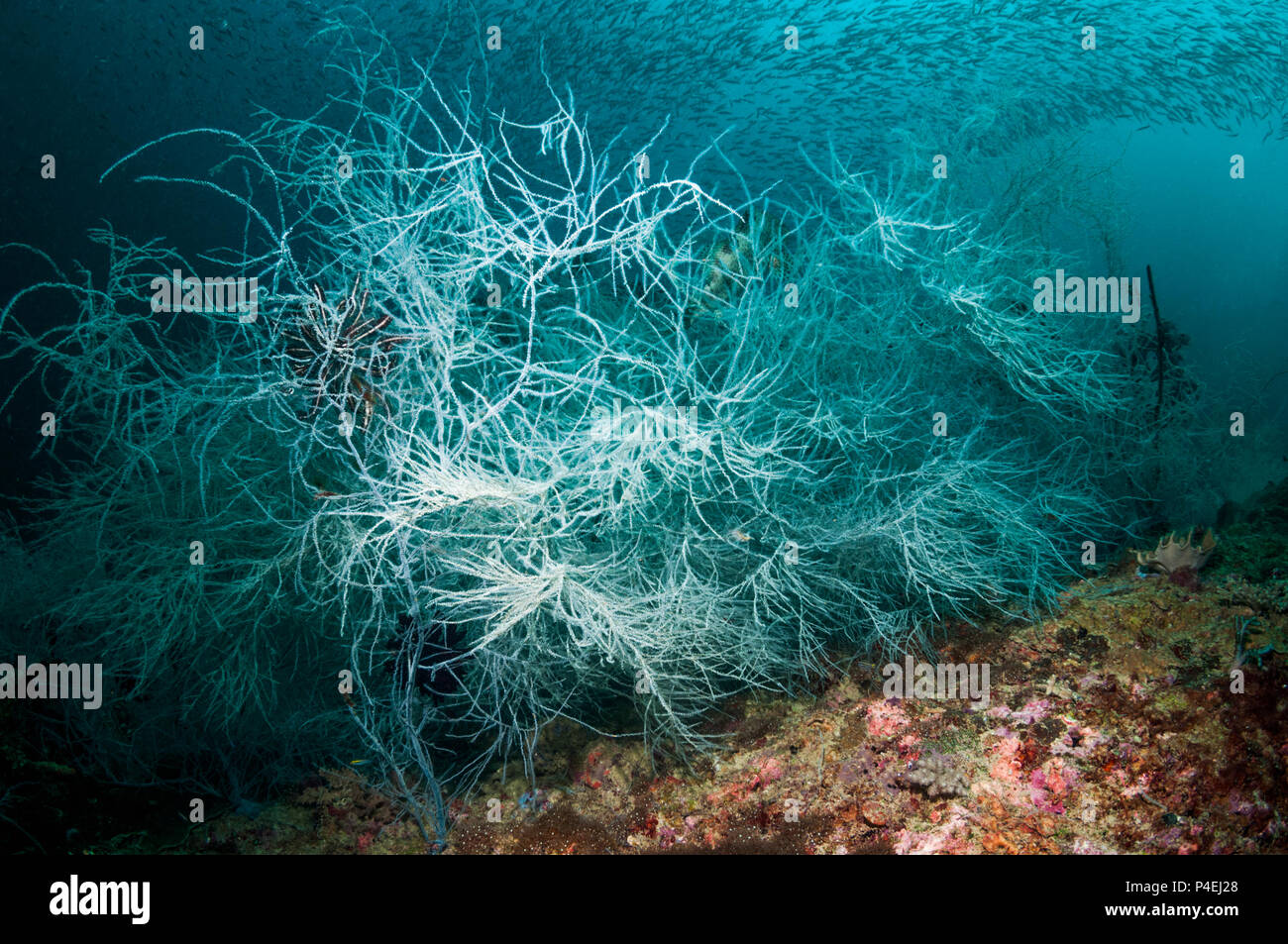 Corail noir [Antipathes dichotoma]. La Papouasie occidentale, en Indonésie. Banque D'Images