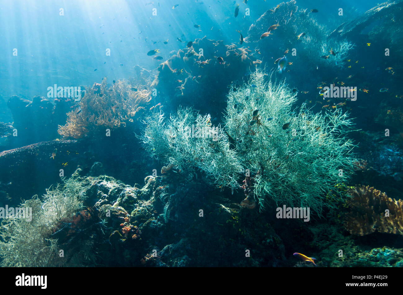 Corail noir [Antipathes dichotoma]. La Papouasie occidentale, en Indonésie. Banque D'Images