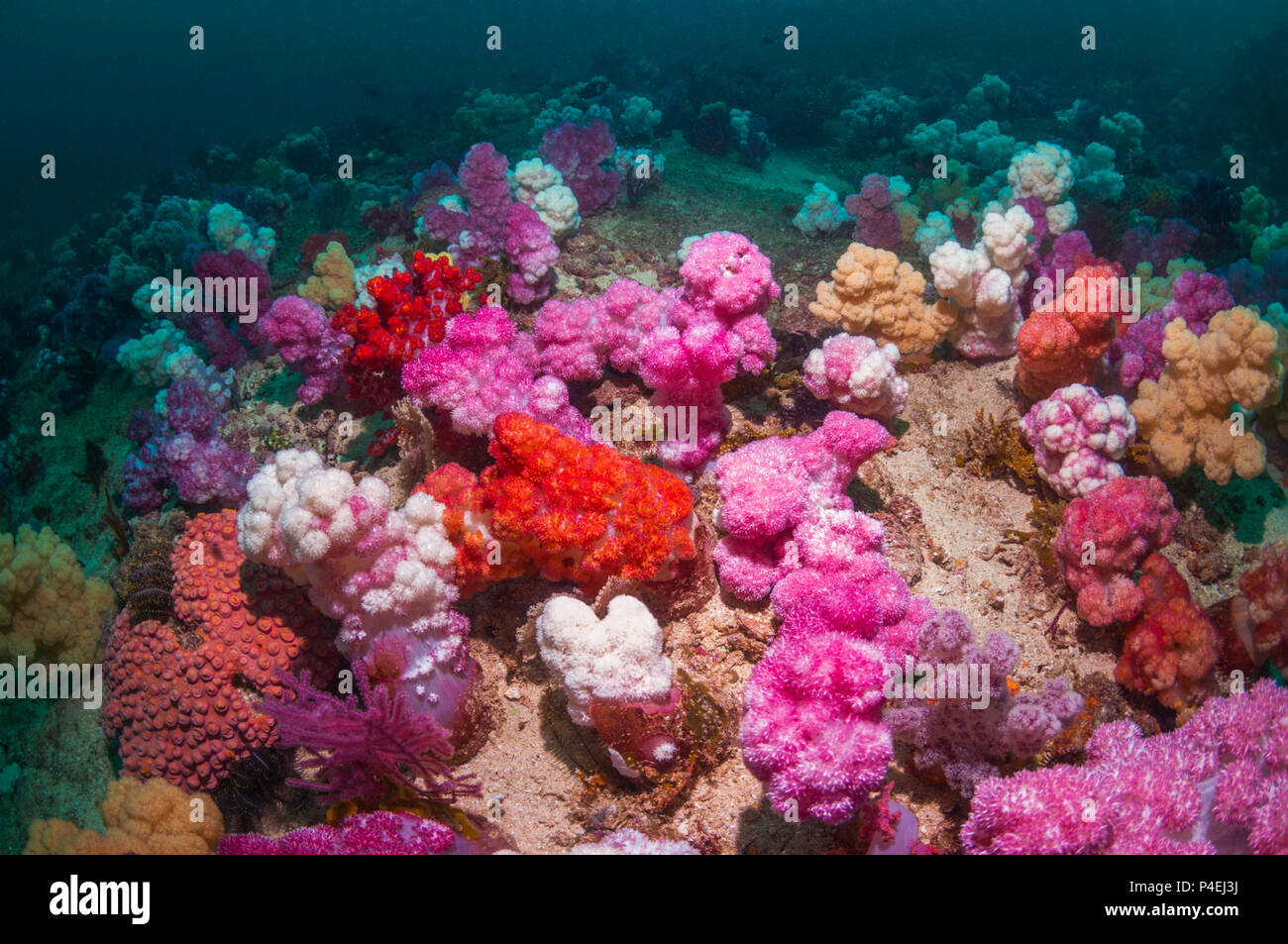 Paysage avec des récifs coralliens coraux mous [Dendronephthya sp.]. La Papouasie occidentale, en Indonésie. Banque D'Images