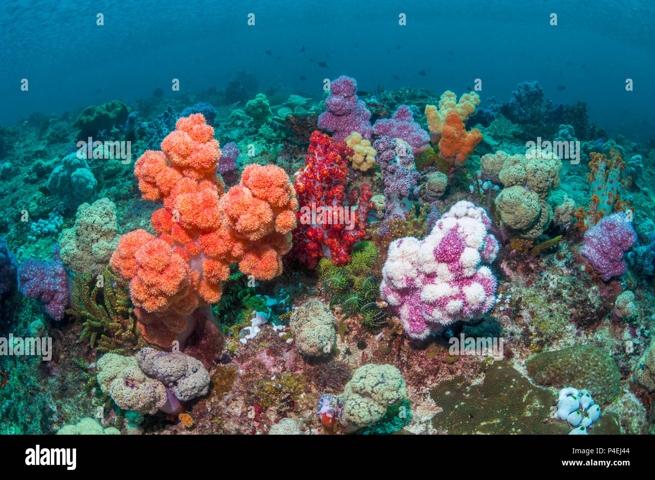 Paysage avec des récifs coralliens coraux mous [Dendronephthya sp.]. La Papouasie occidentale, en Indonésie. Banque D'Images