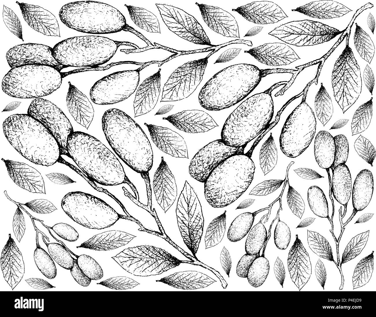 Fruits tropicaux, Illustration Wallpaper de croquis à main Hygrophilus d'Elaeocarpus frais Fruits isolé sur fond blanc. Illustration de Vecteur