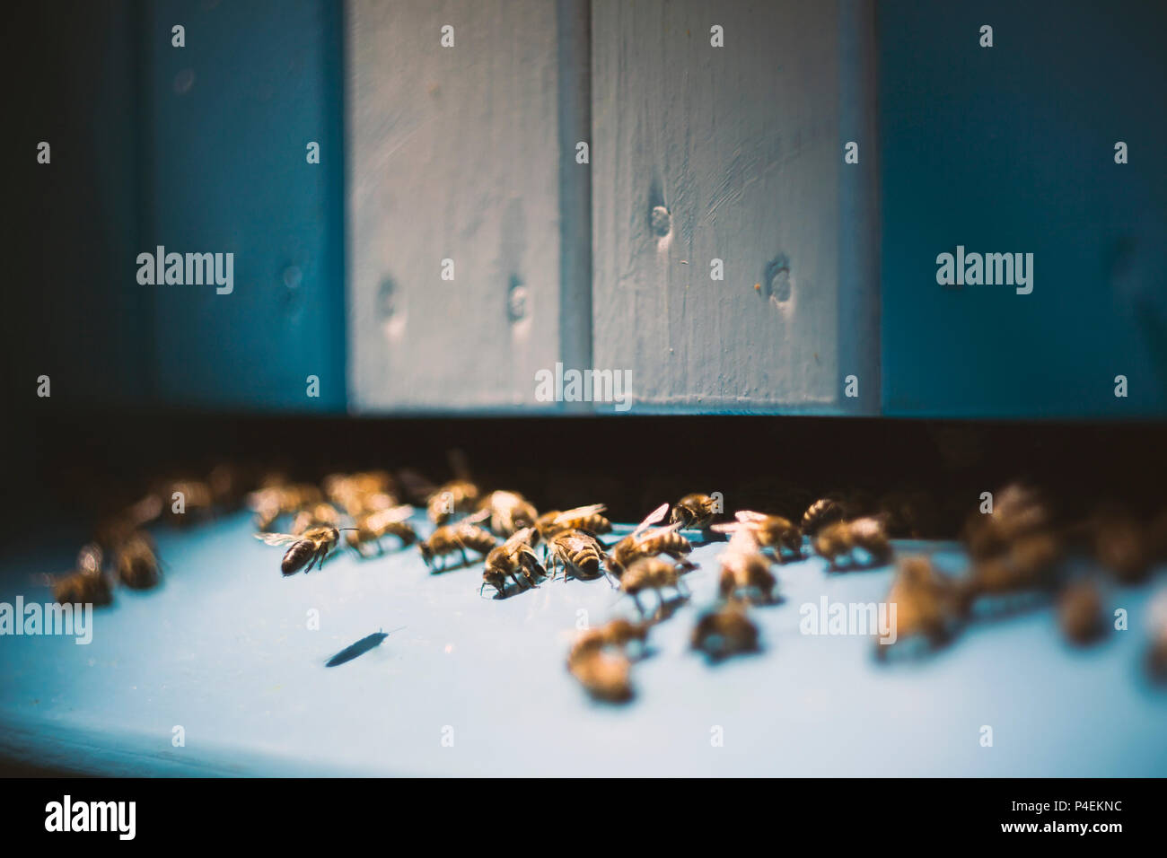 L'atterrissage sur la ruche d'abeilles l'entrée. Banque D'Images