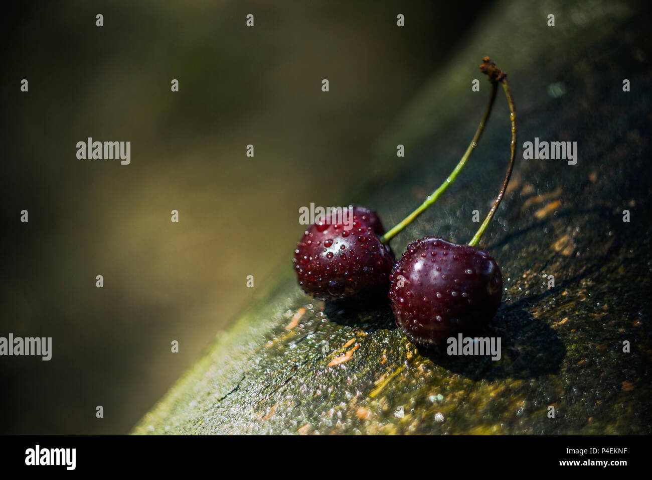 Le merisier (Prunus avium) fruits. Banque D'Images