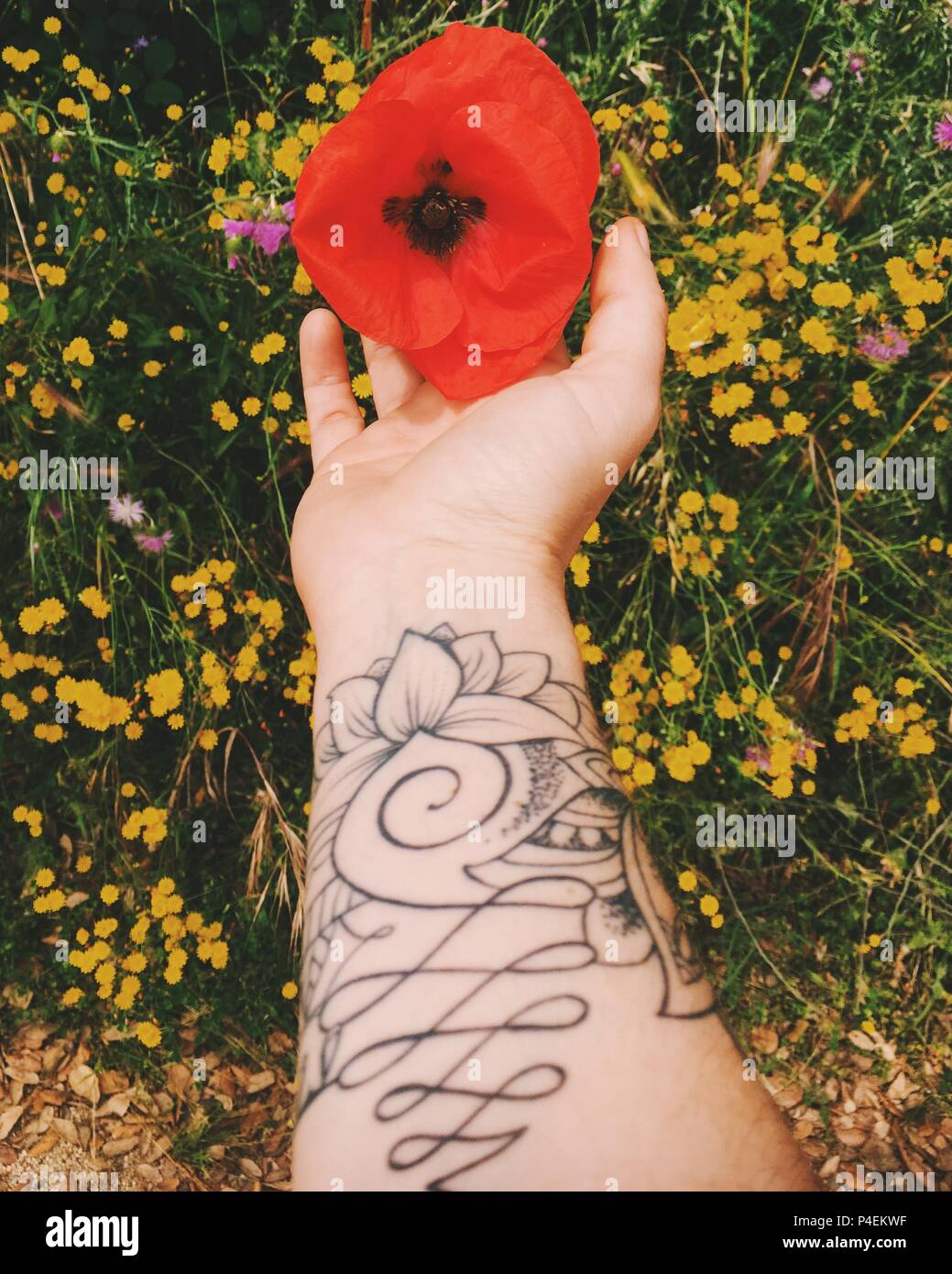 Bras tatoués de la femme pour atteindre une fleur de pavot Banque D'Images Bras tatoués de la femme pour atteindre une fleur de pavot Banque D'Images