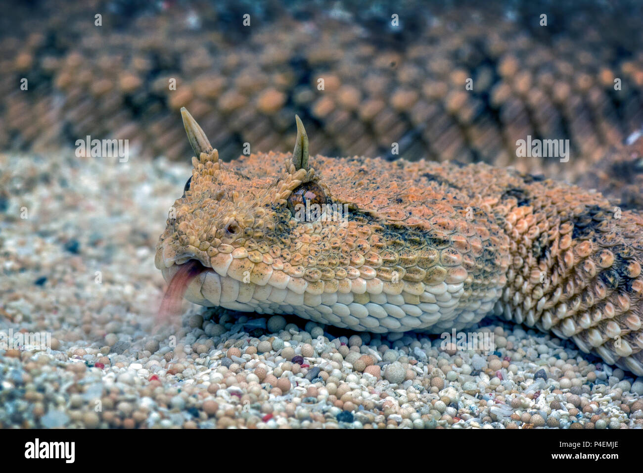 Close-up portrait of a desert serpent vipère à cornes (Cerastes cerastes) Banque D'Images