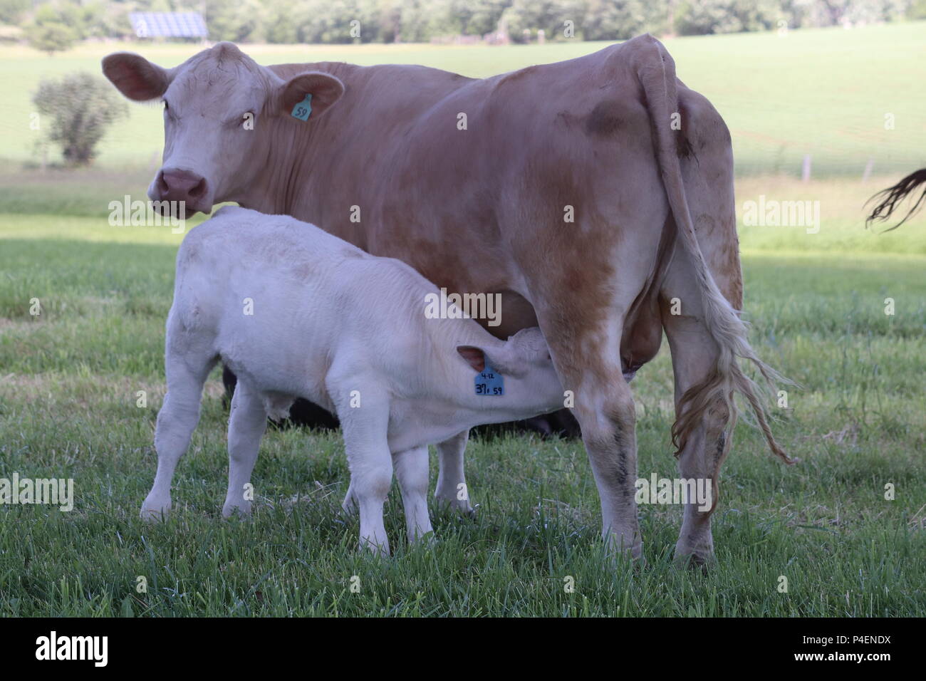 Vache Veau Bebe Et Maman Photo Stock Alamy