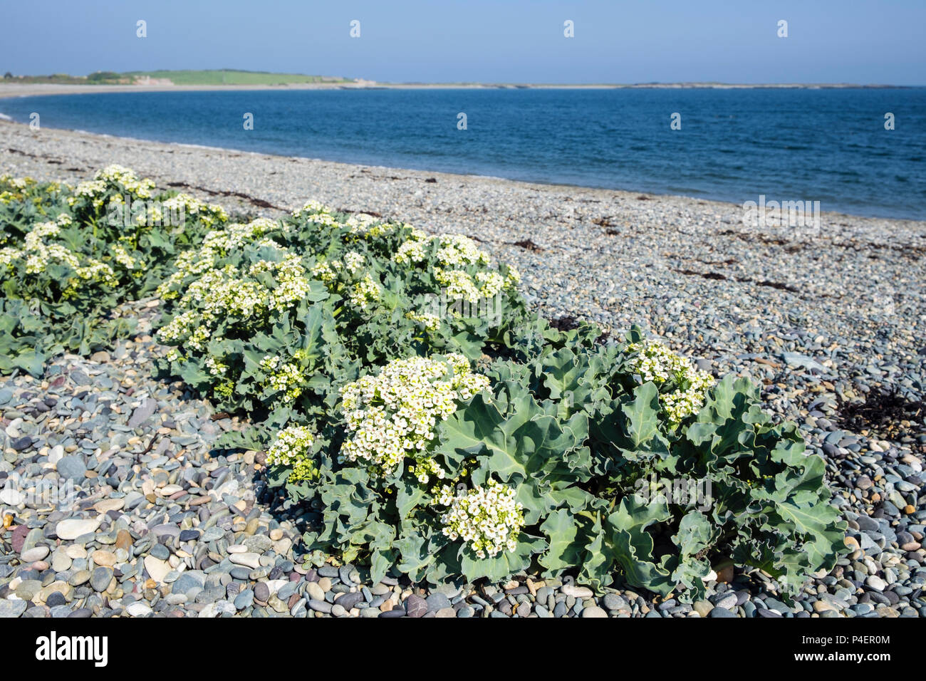Kale Crambe maritima (mer) les plantes en fleurs qui poussent à l'état sauvage sur la plage de galets en été. Cemlyn Cemaes Bay, île d'Anglesey, au Pays de Galles, Royaume-Uni, Angleterre Banque D'Images