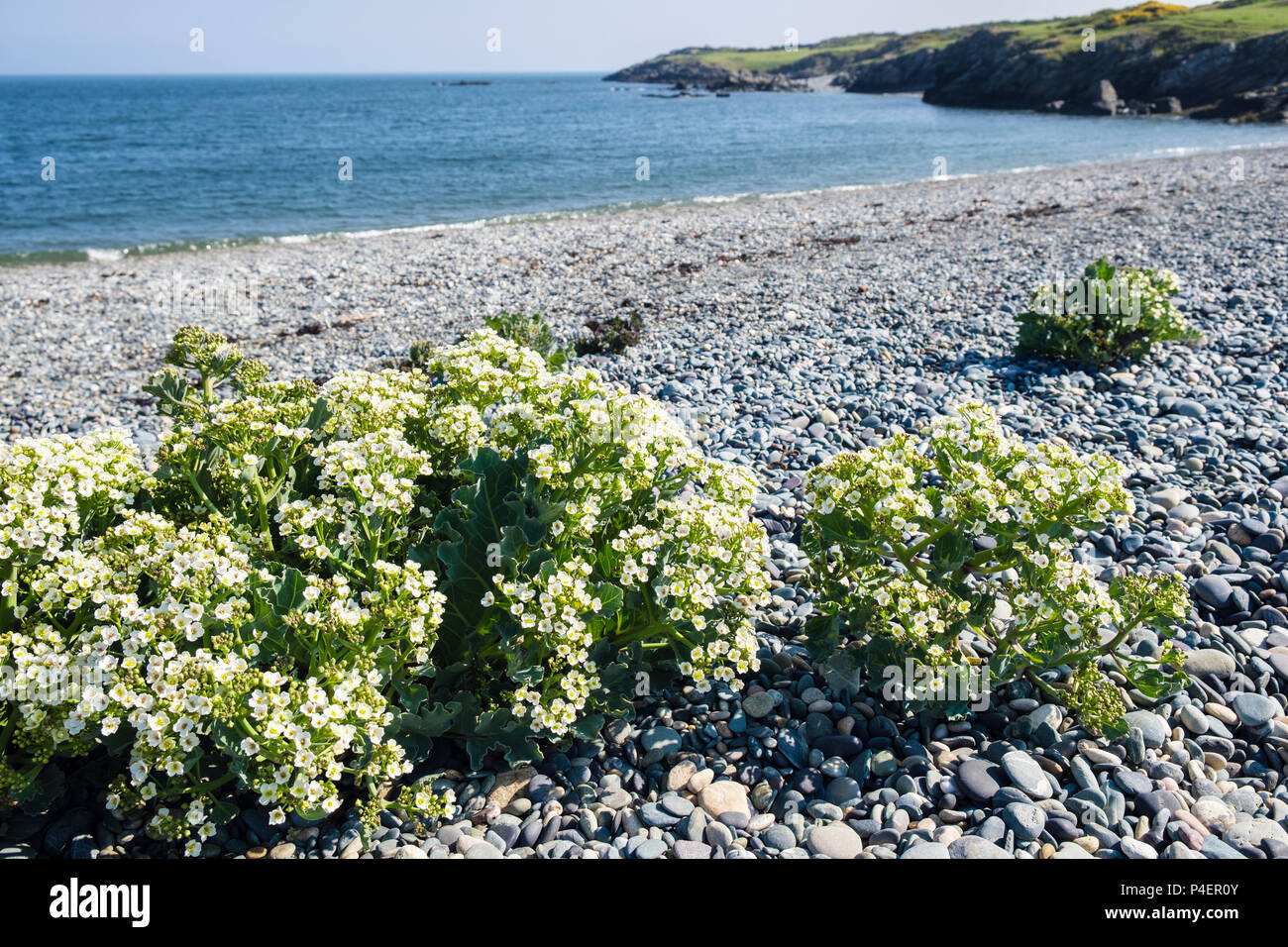 La mer de floraison (kale Crambe maritima) de plantes poussant à l'état sauvage sur plage de galets en été. Cemlyn Cemaes Bay, île d'Anglesey, au Pays de Galles, Royaume-Uni, Angleterre Banque D'Images