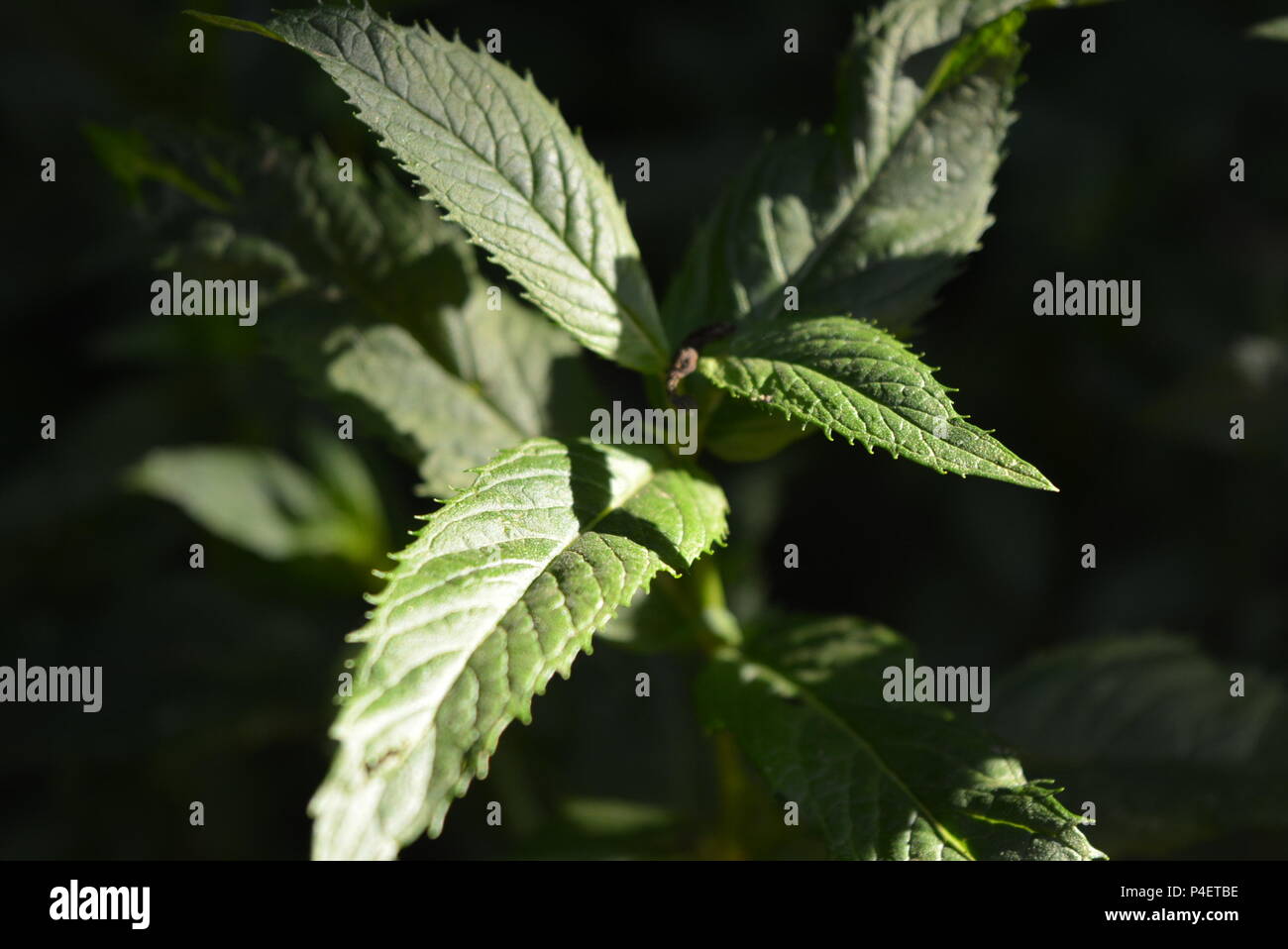 Belles feuilles de menthe verte au soleil avec une belle structure et le motif de feuilles sur fond noir et le pouvoir sur l'extérieur verdoyant Banque D'Images