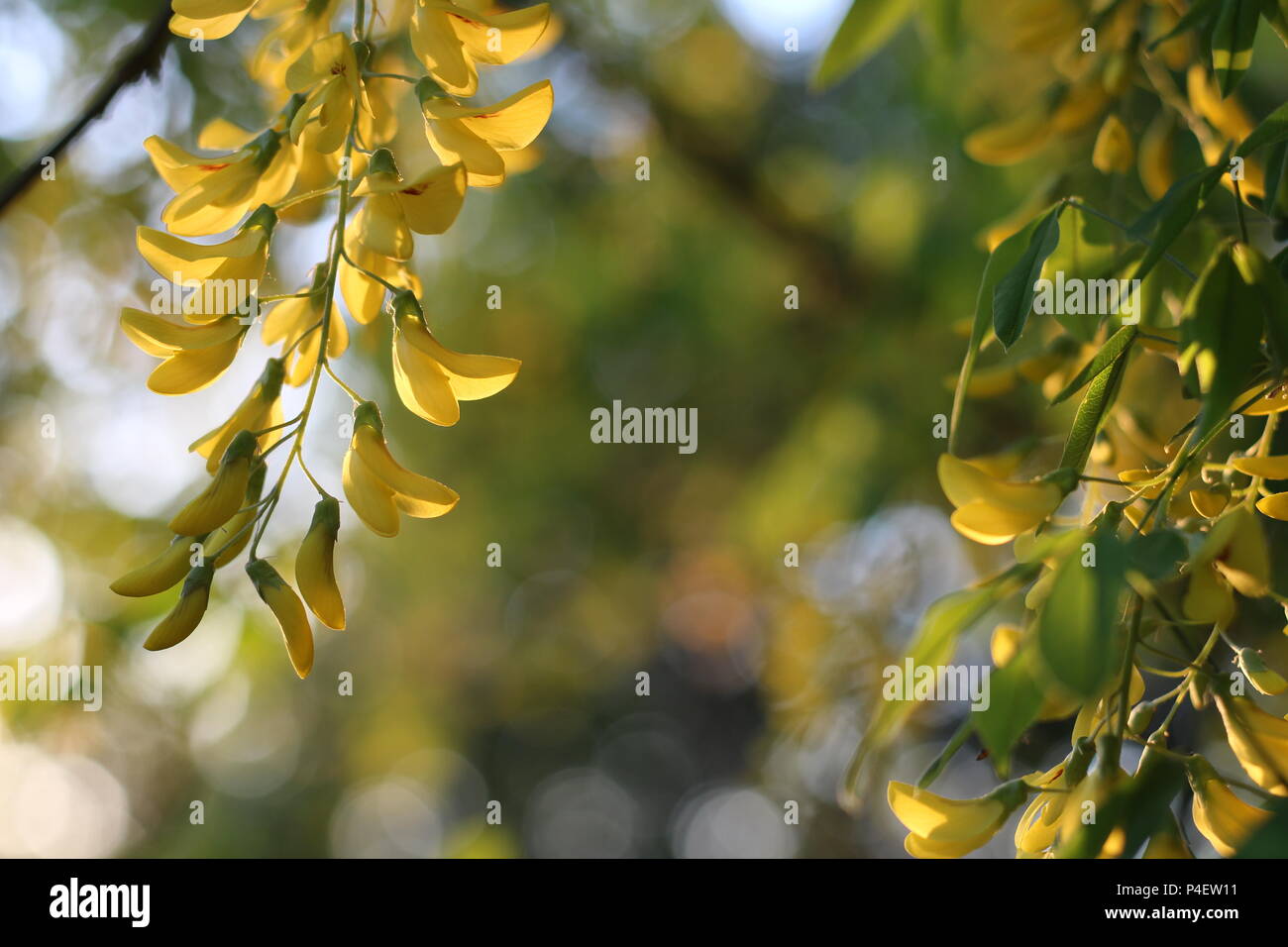 Une belle cascade de fleurs de Laburnum watereri × Banque D'Images