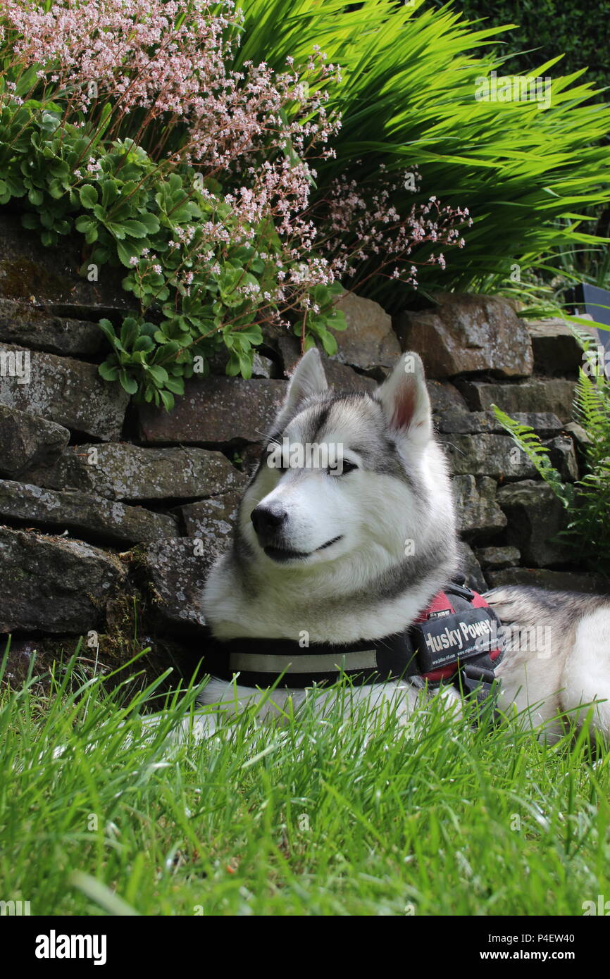 Husky Sibérien à côté de mur en pierre et la cascade de fleurs (Saxifraga x urbium, London Pride) Banque D'Images