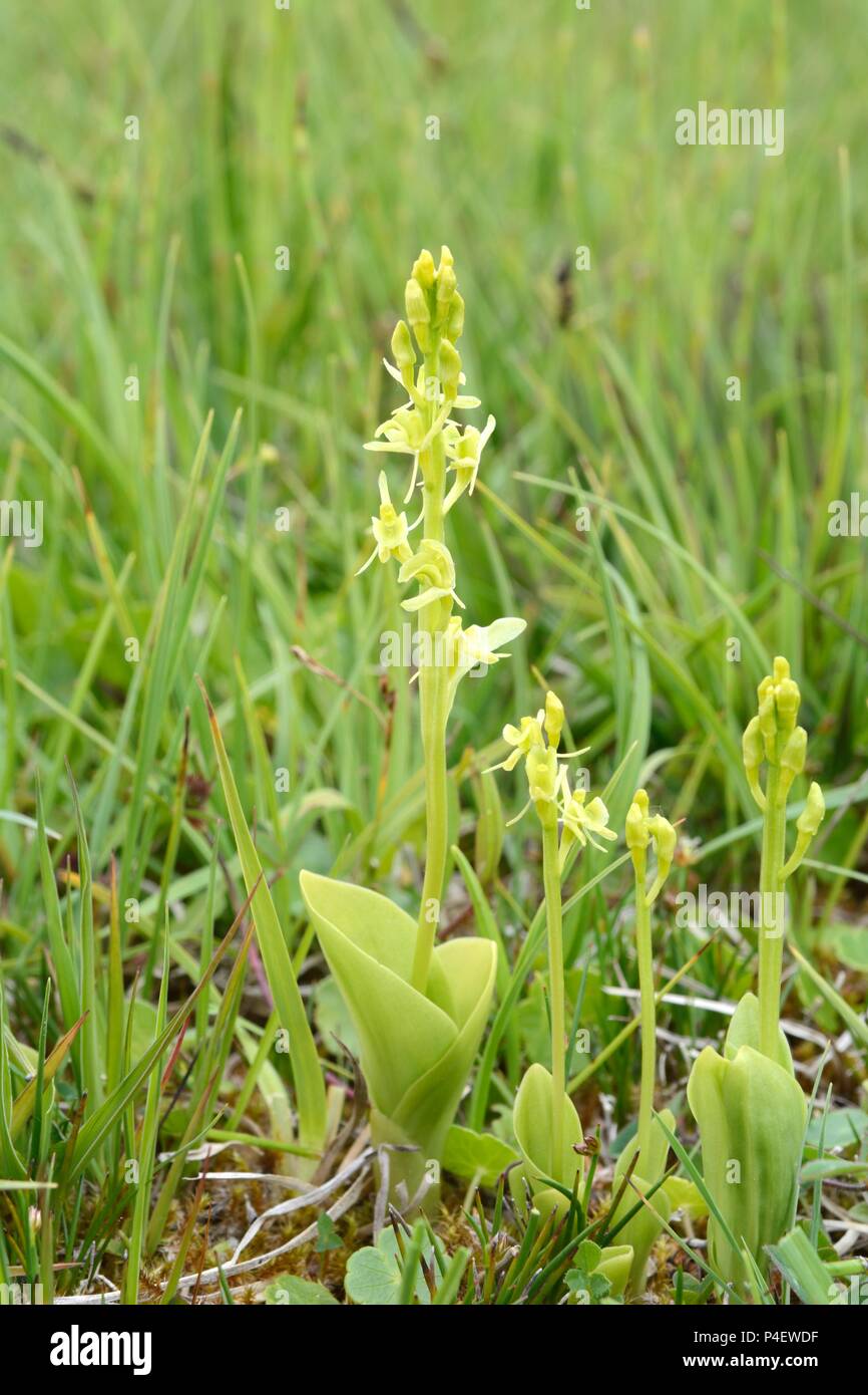 Orchidées Liparis loeselii Kenfig Fen naturel Nature Réserver Bridgend Galles Cymru UK Banque D'Images