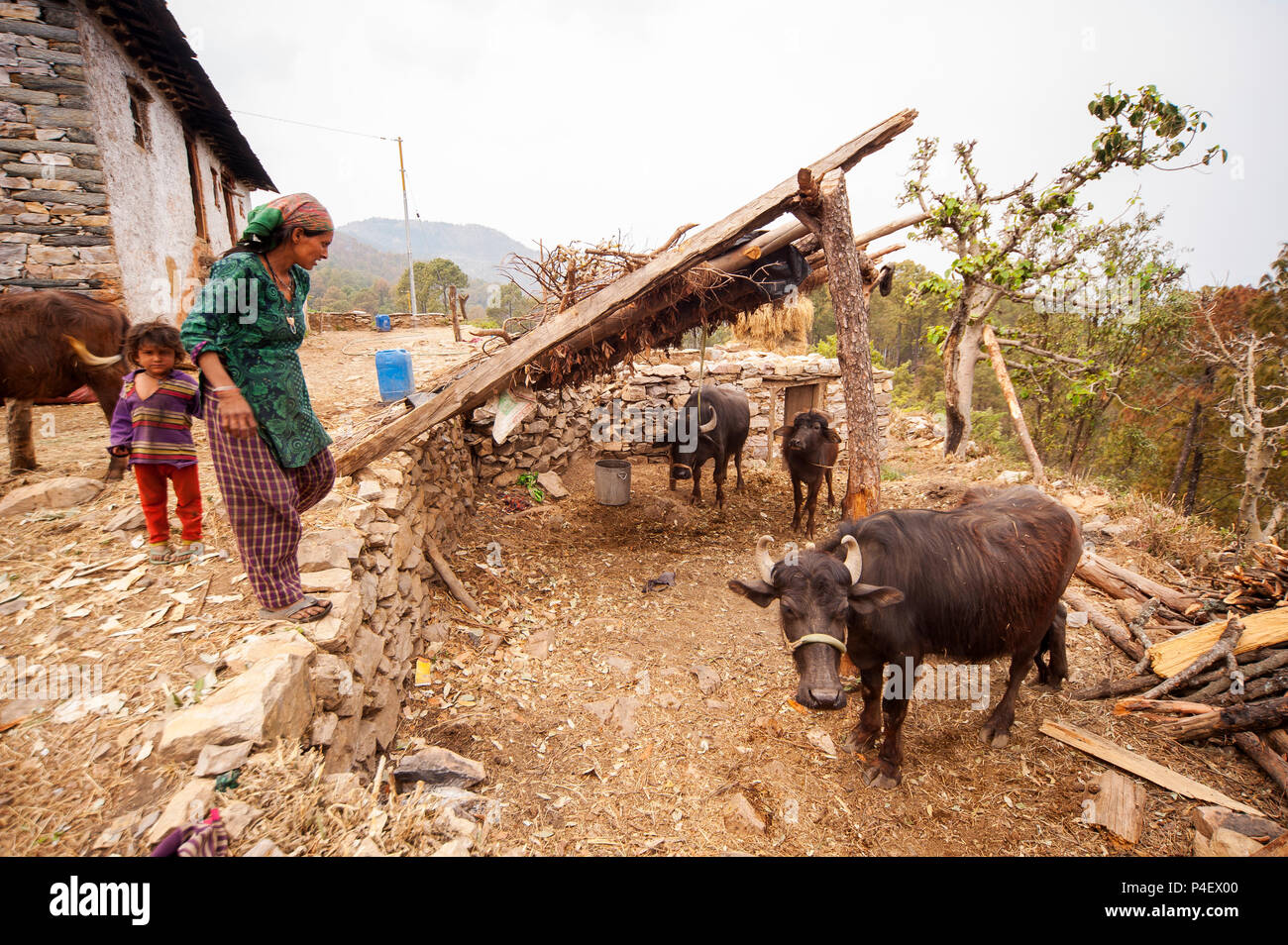 Femme indienne avec buffles au village de Dharampani, près de Kala Agar, Kumaon Hills, Uttarakhand, Inde Banque D'Images