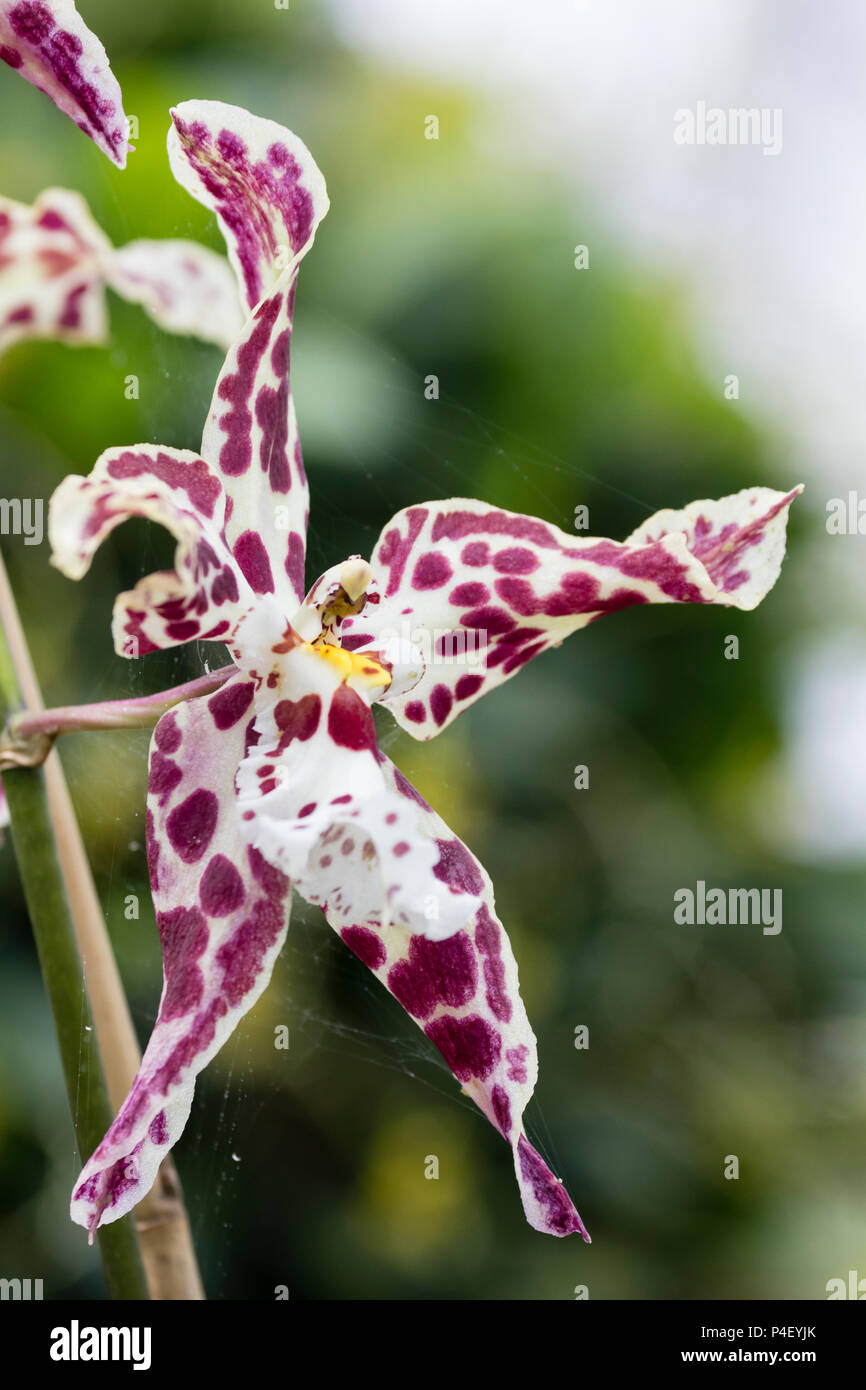 Fleurs blanches avec marbrures crimson de l'appel d'orchidée hybride x Brassidium Tor Rippon Burnham Banque D'Images