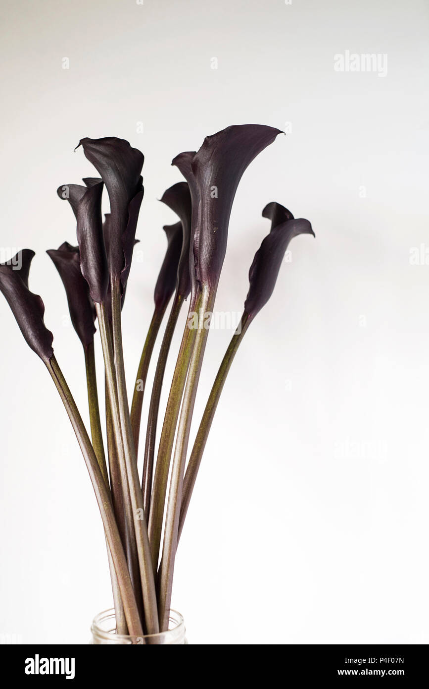 Noir-violet foncé Calla Lily fleurs sur fond clair Banque D'Images