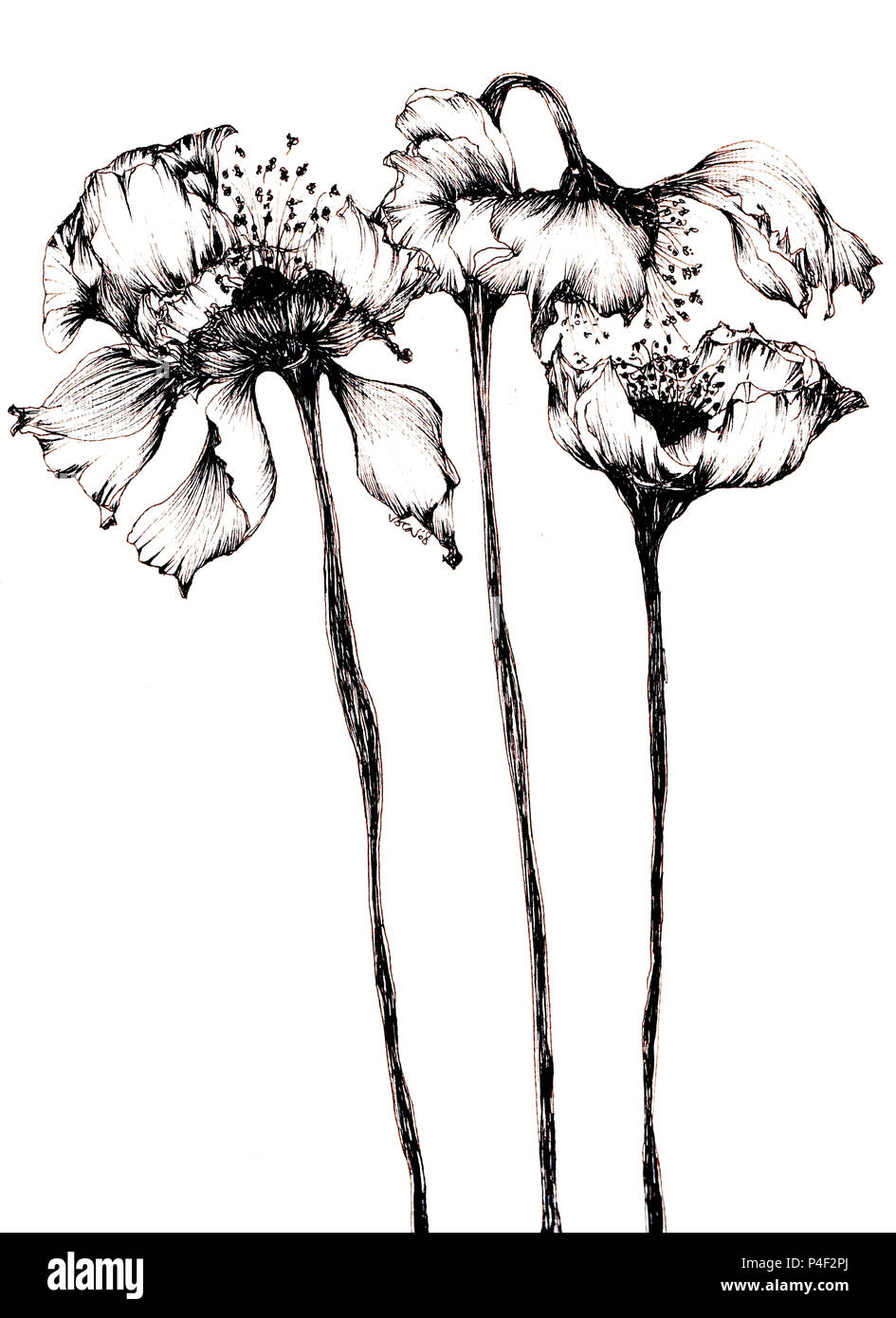 Dessin Coquelicot Noir Et Blanc 3 Coquelicots dessin à l'encre noire Photo Stock - Alamy