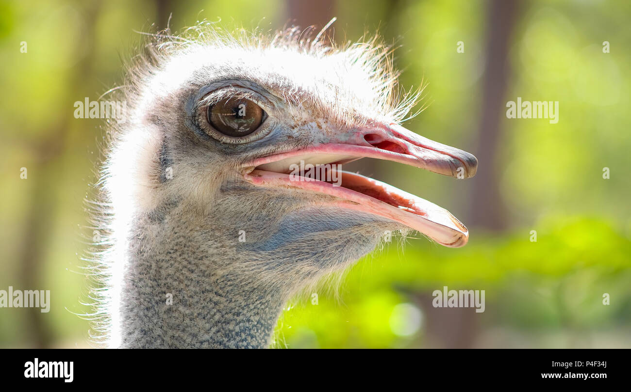 Close up of an African Ostrich head sur une réserve de chasse de l'Afrique du Sud Banque D'Images