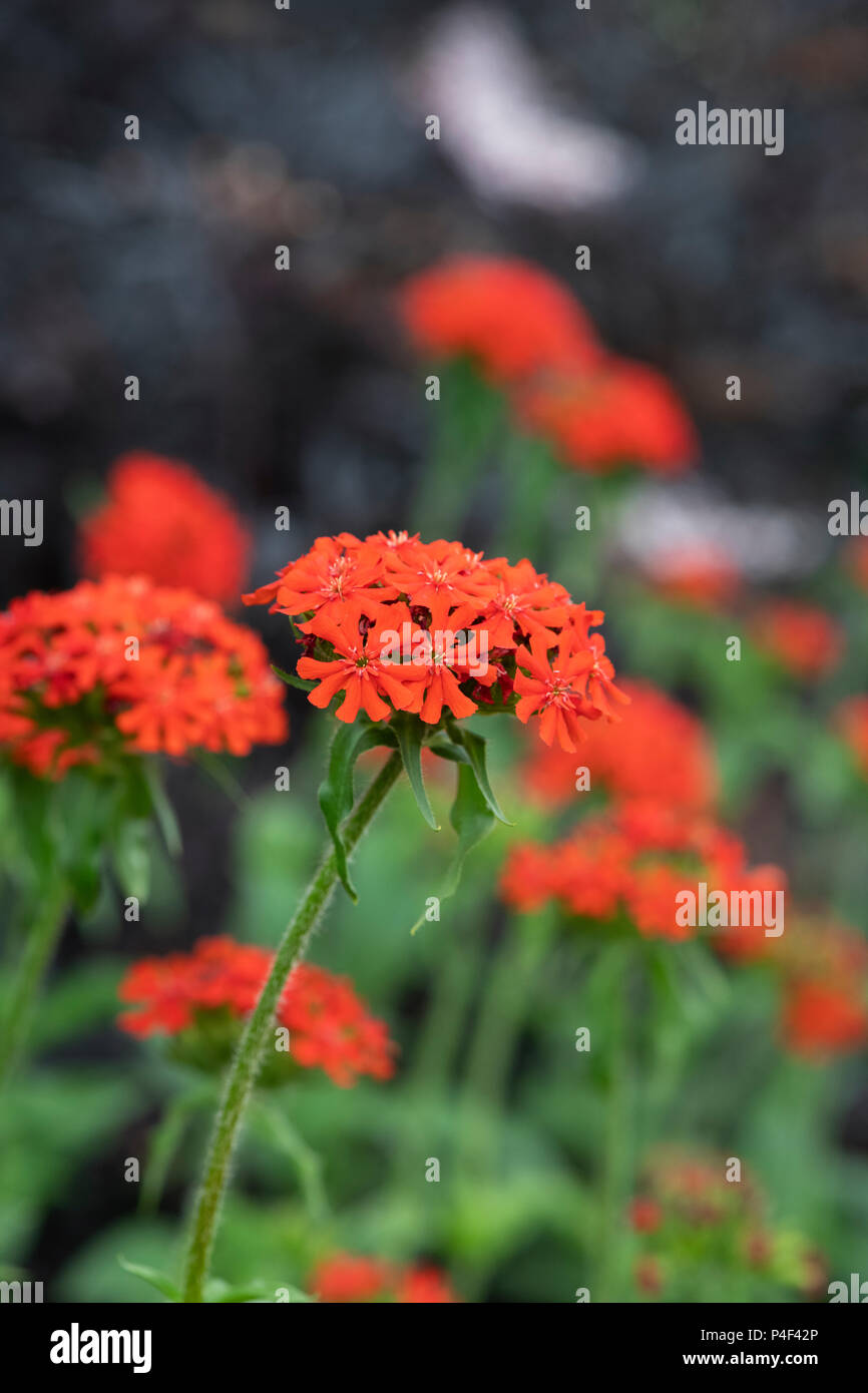 Maltais Cross Lychnis Chalcedonica 100 graines