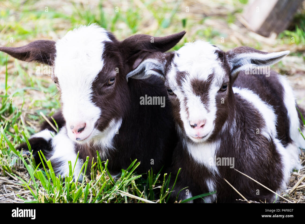 Deux Chevres Bebe Blanc Noir Dans L Endormir Ensemble Sur L Herbe En Ete Photo Stock Alamy