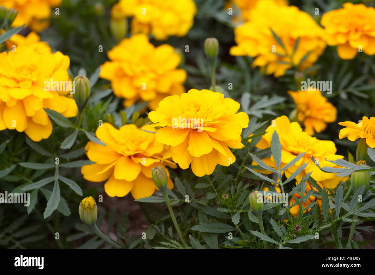 Tagetes patula 'Durango Gold' fleurs. Banque D'Images