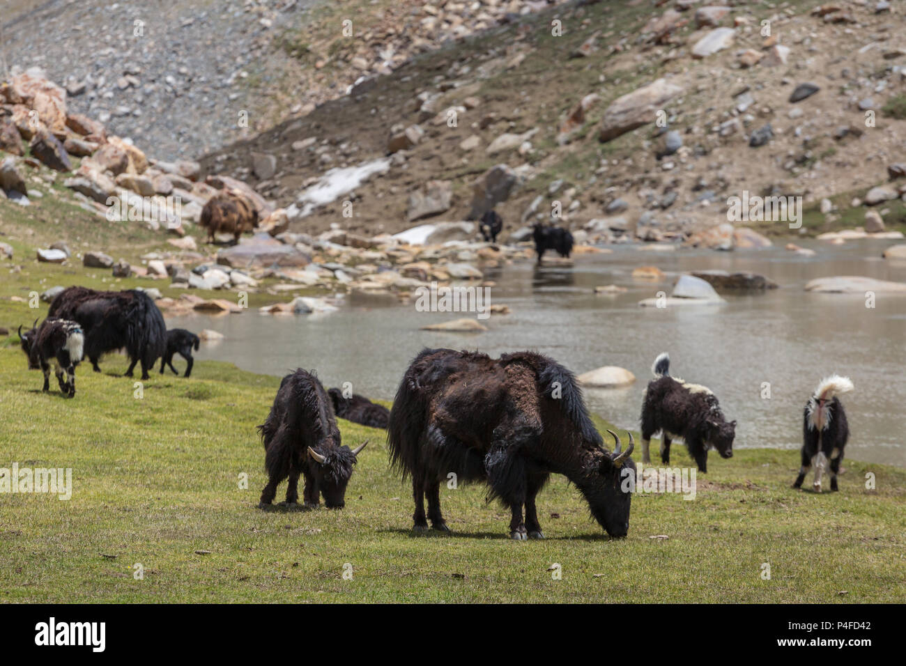 Les yacks domestiques dans la région du Ladakh, Inde du Nord Banque D'Images