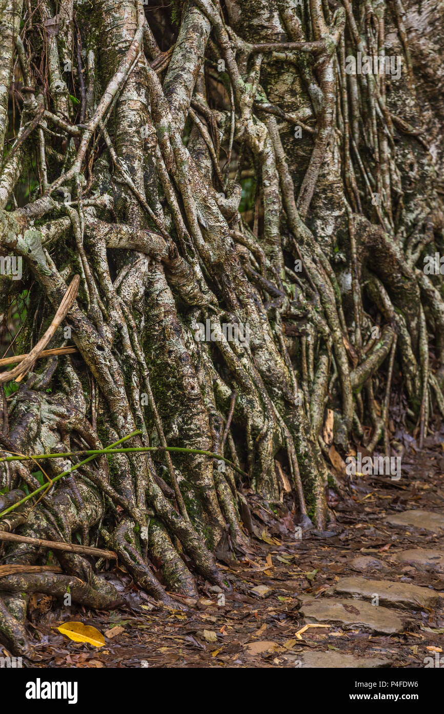 Racines vivant Nongriat bridge près de Haïfa, village, Meghalaya, en Inde. Ce pont est formé par la formation de racines de l'arbre au fil des ans pour tricoter ensemble. Banque D'Images