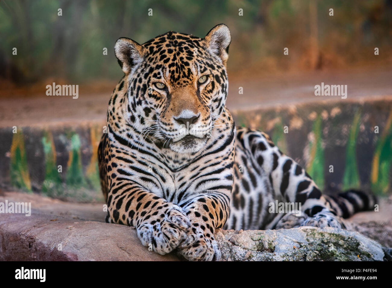 Portrait d'un tigre allongé sur la roche à directement à l'appareil photo. Banque D'Images