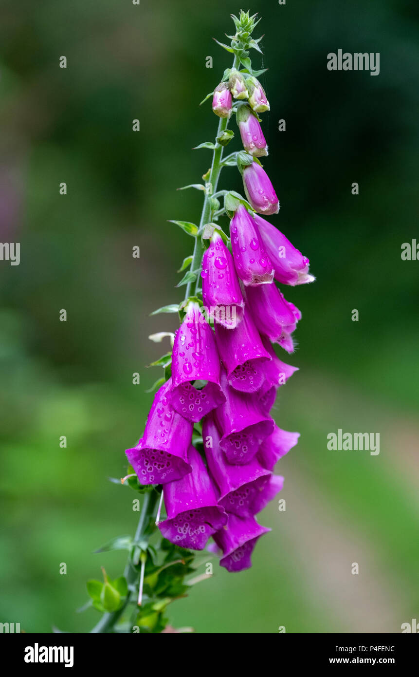 La digitale pourpre, Digitalis purpurea, wildflower Huelgoat, Bretagne, France Banque D'Images