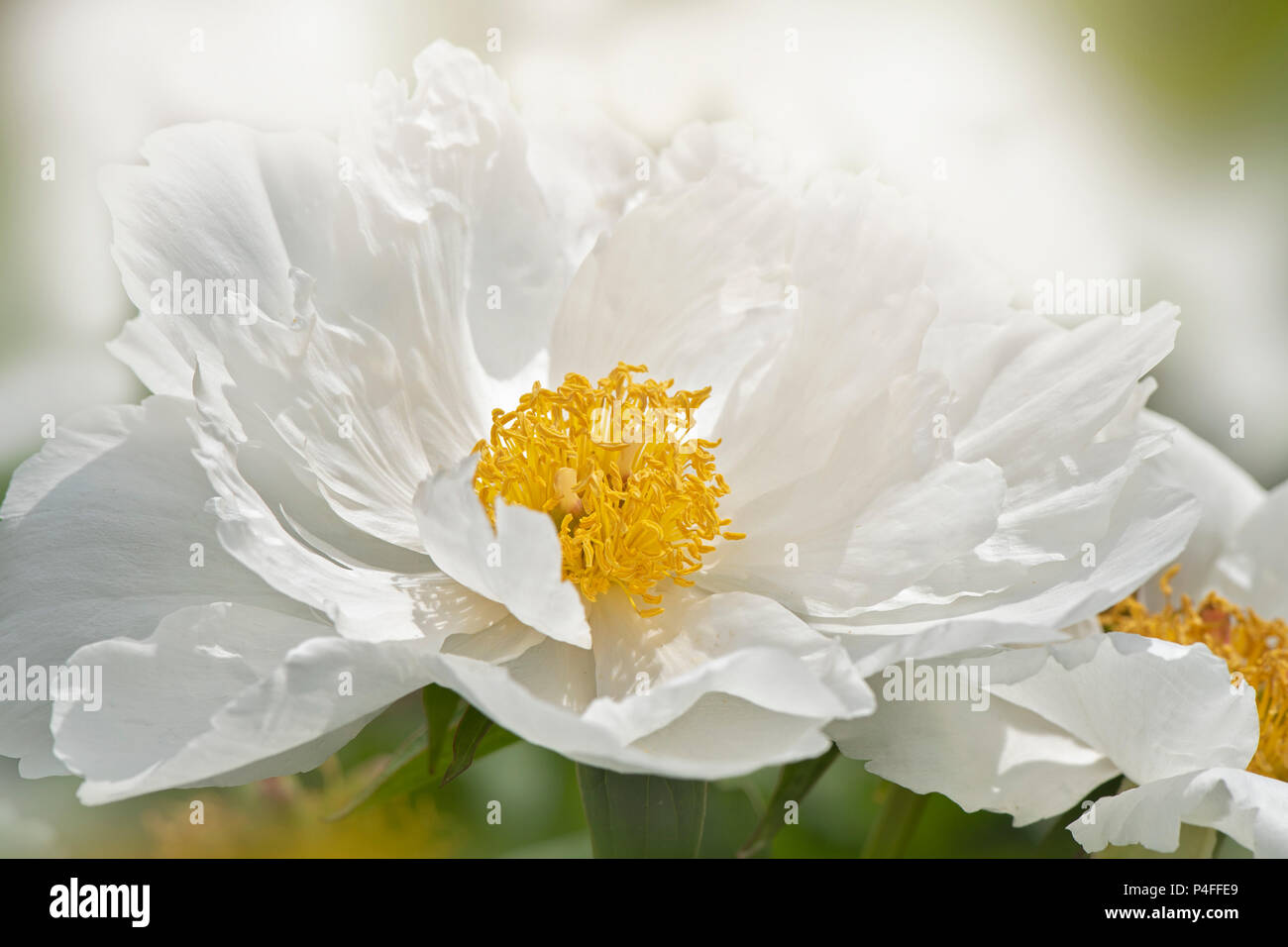 Image en gros plan d'un beau blanc, fleur de pivoine à fleurs d'été Banque D'Images