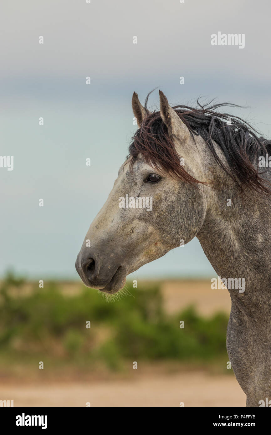 Wild horse Stallion Portrait Banque D'Images
