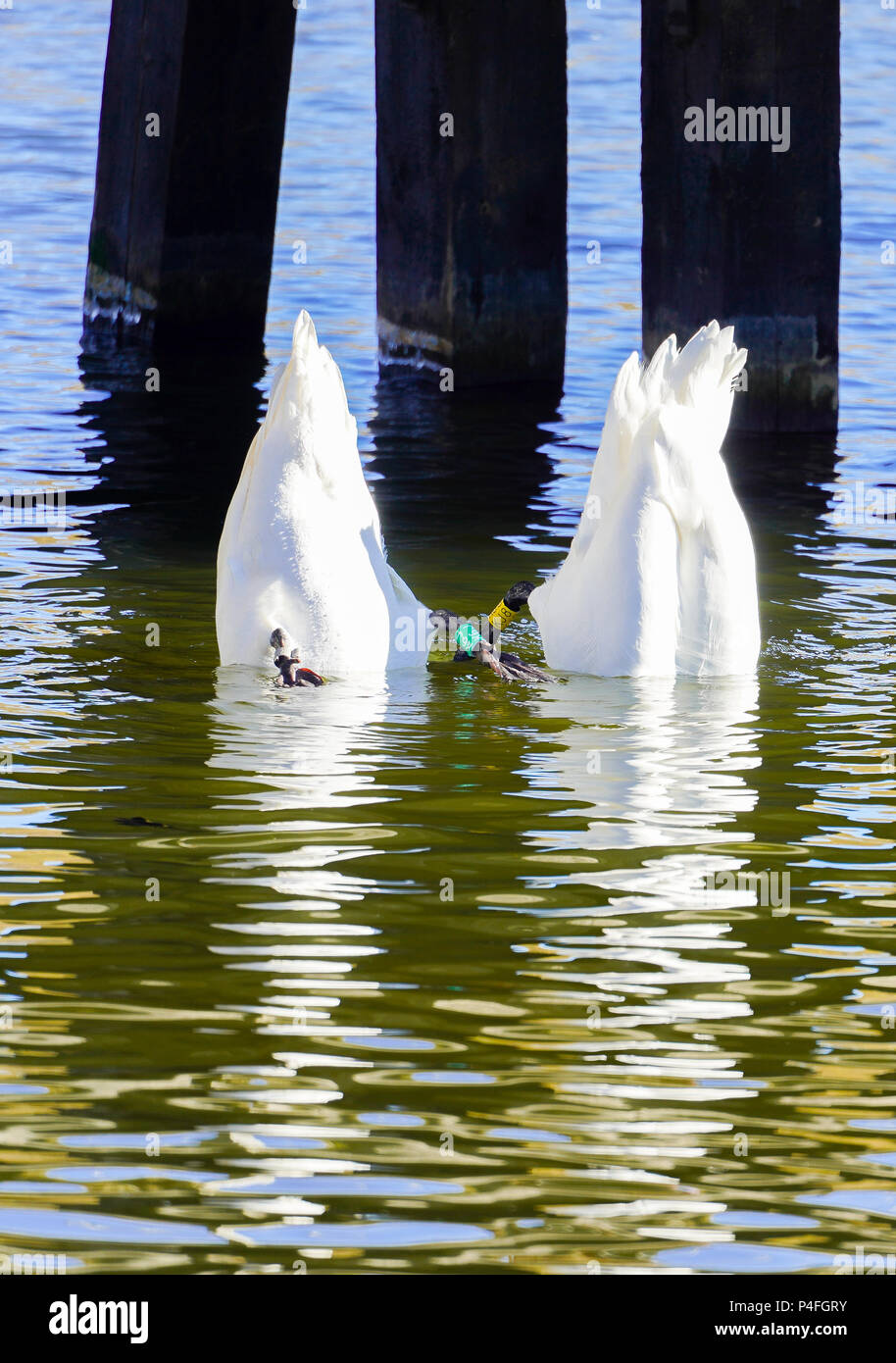 Couple Swan Lake, en plongée Bottoms up Banque D'Images