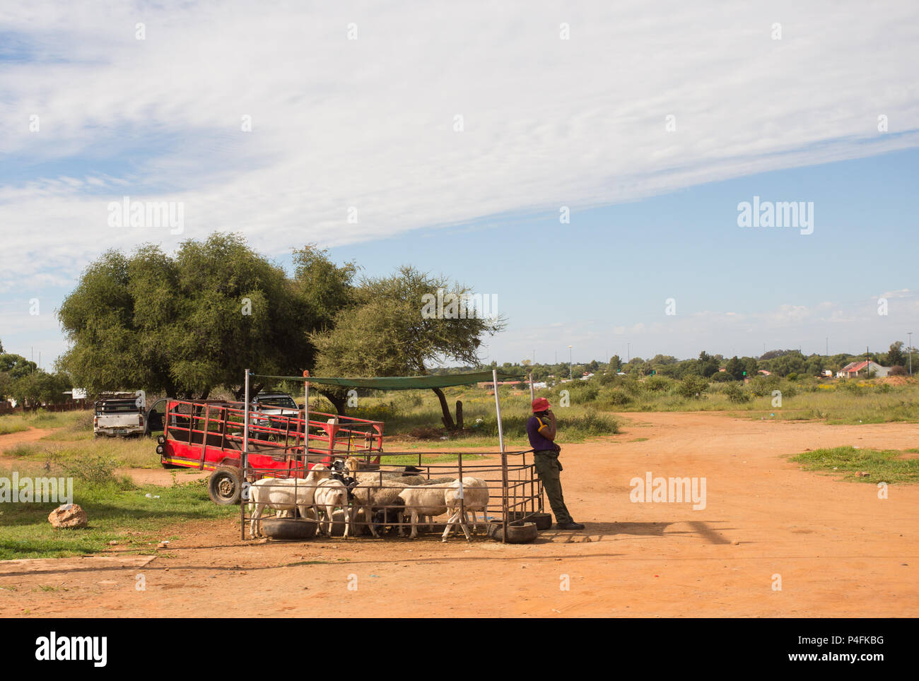 Rue des moutons vente négociant sur le bord de la route dans un village rural de l'Afrique du Nord , Le Cap, Afrique du Sud Banque D'Images