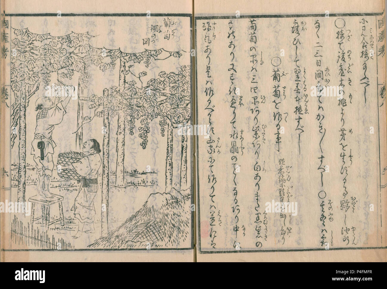 Récolte de raisins de Koeki kokusan ko, publié en 1844, auteur Okura Nagatsune ( 1768 - 1861 ) Banque D'Images