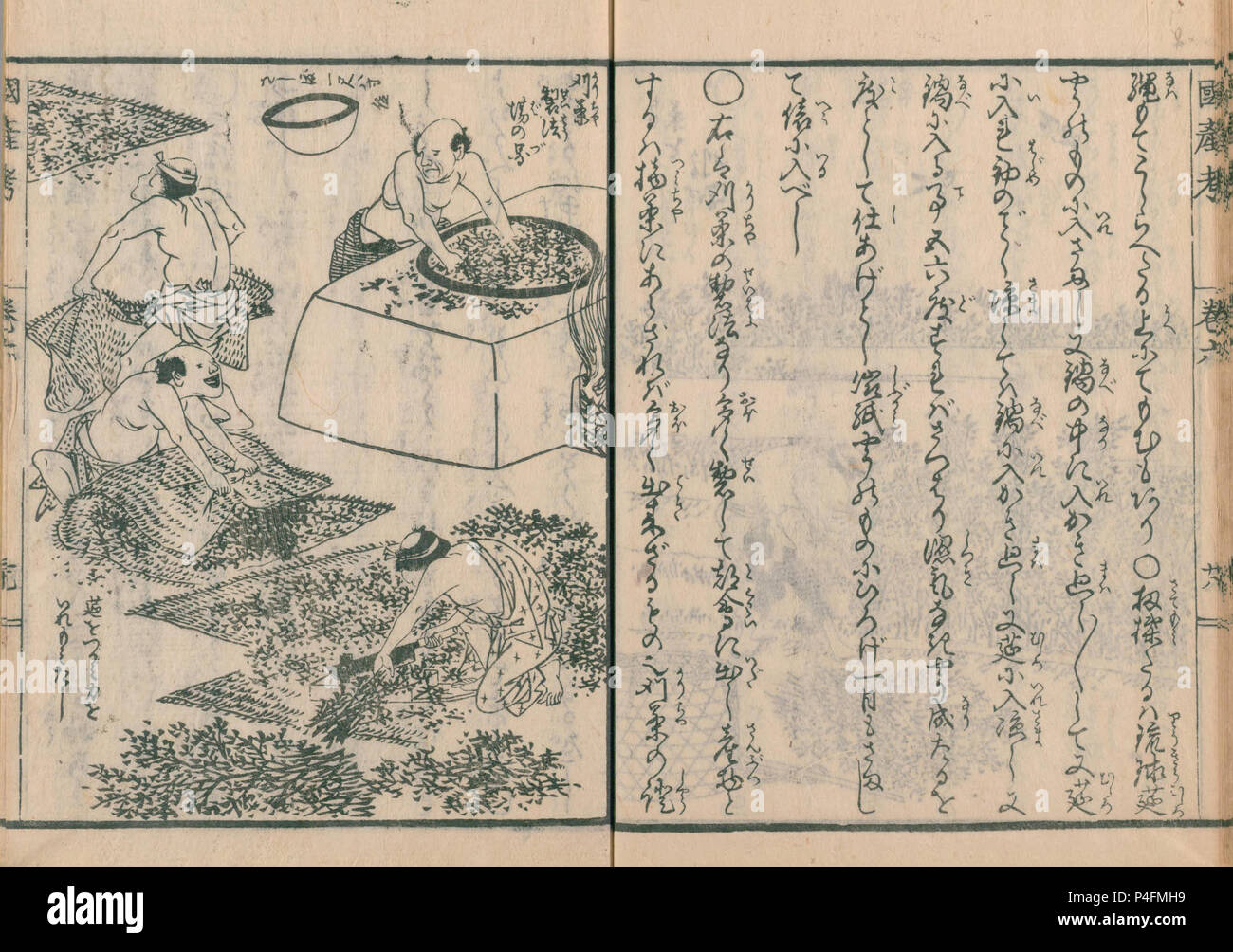 Production de thé, de Koeki kokusan ko, publié en 1844, auteur Okura Nagatsune ( 1768 - 1861 ) Banque D'Images