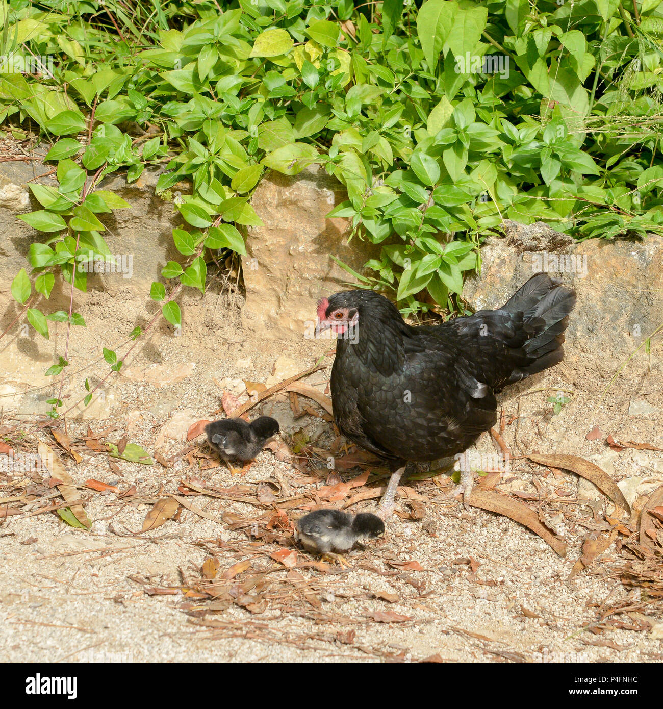La mère poule avec ses poussins Banque D'Images