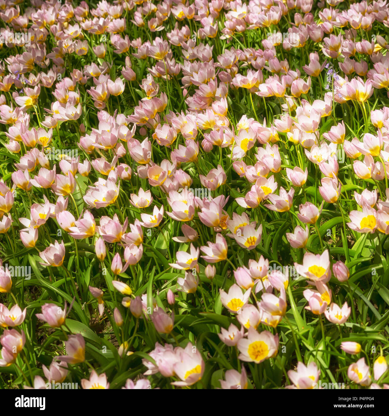 Exposition de la tulipe 'merveille lilas' dans un jardin au printemps Banque D'Images