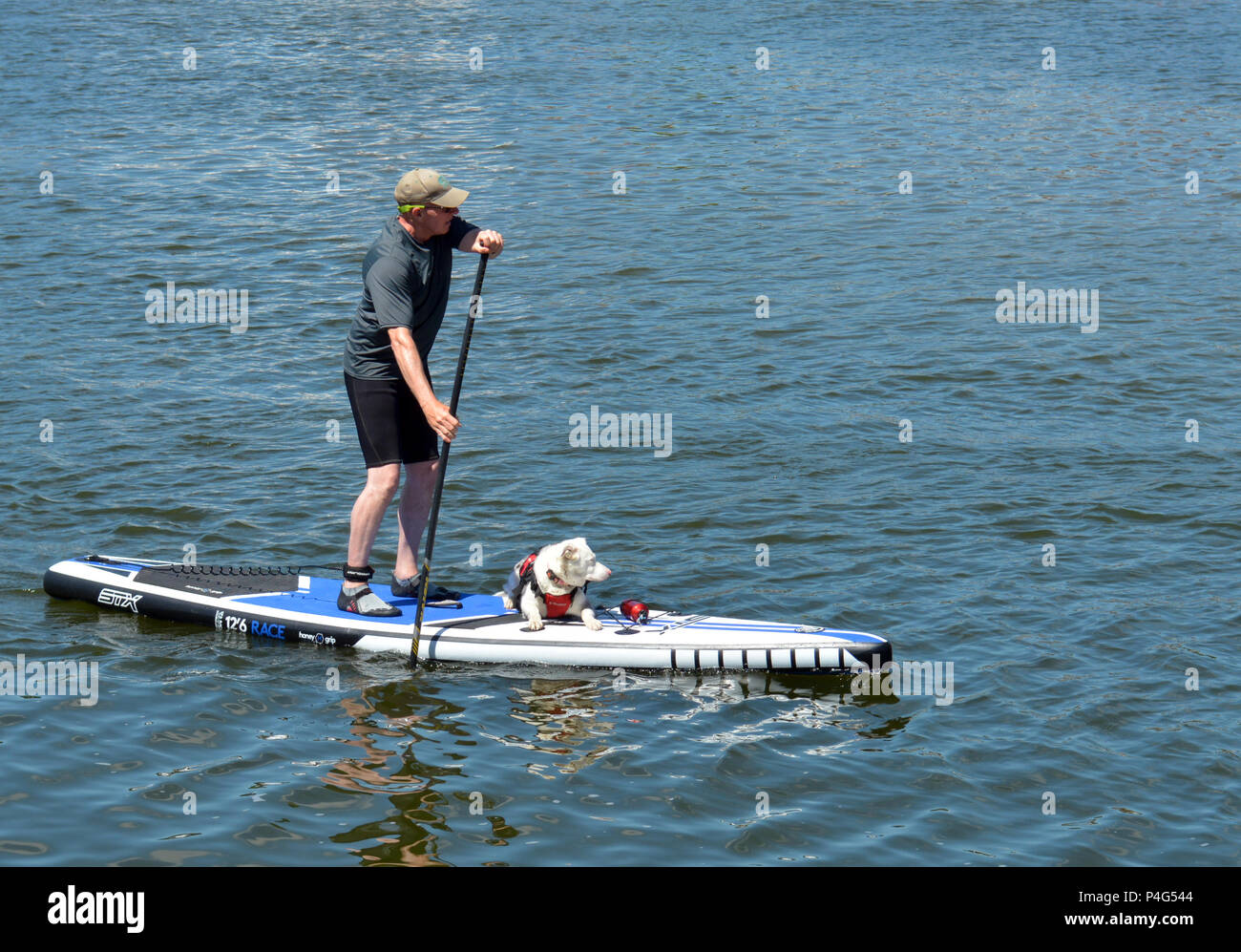 Bristol, Royaume-Uni. 22 juin 2018. Météo britannique. Bristol début de canicule, paddle boarder vu avec son chien alors que l'attelage d'une balade dans la ville de Bristol Harbour. Robert Timoney/Alamy/live/News Banque D'Images