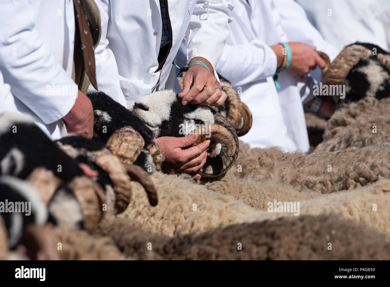 Ingliston, UK. 22 juin 2018. Une dernière minute pour poils blancs pendant le jugement des brebis Swaledale au Royal Highland Show. Crédit : John Eveson/Alamy Live News Banque D'Images